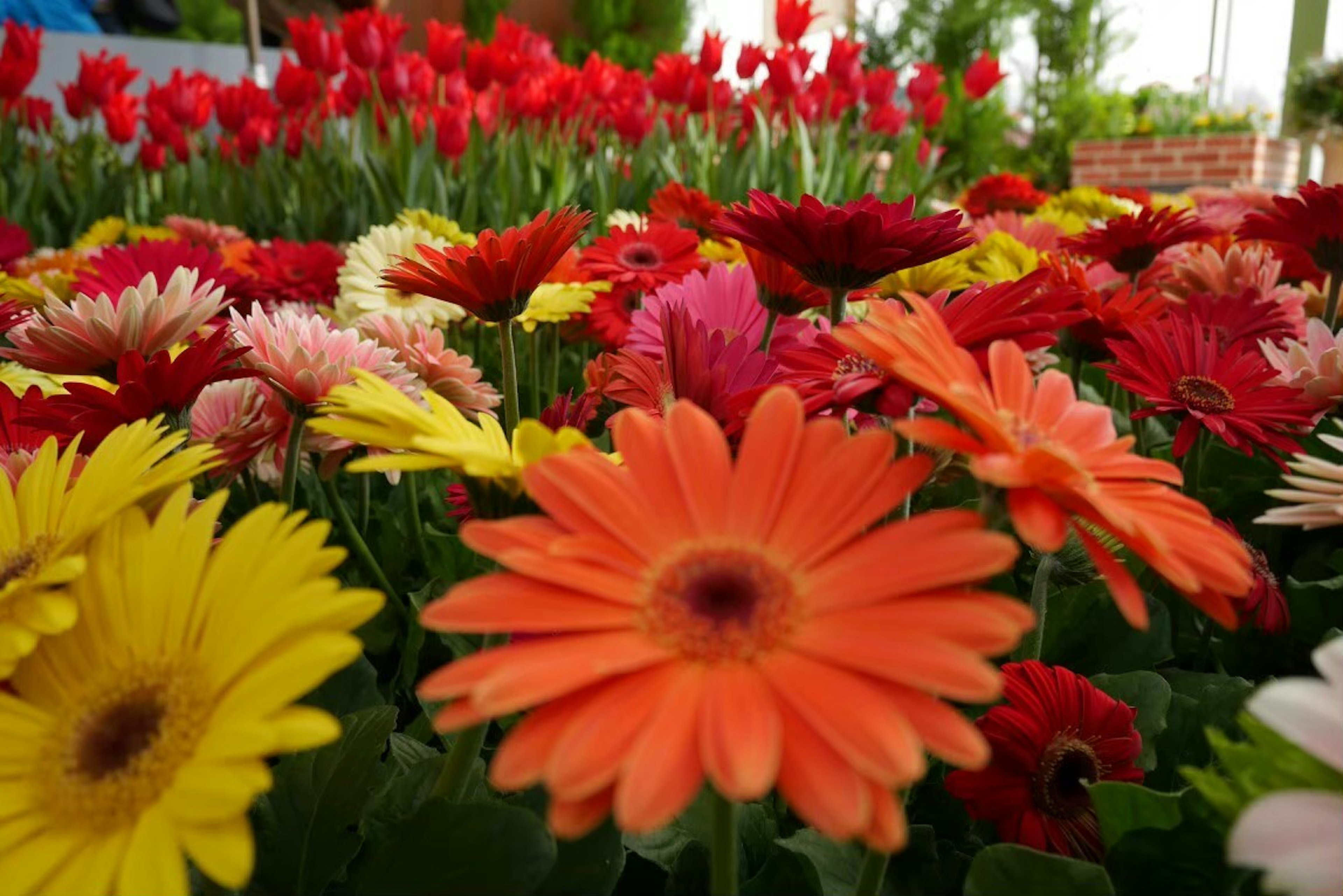 Pemandangan bunga yang mekar dengan warna-warni gerbera oranye cerah di latar depan