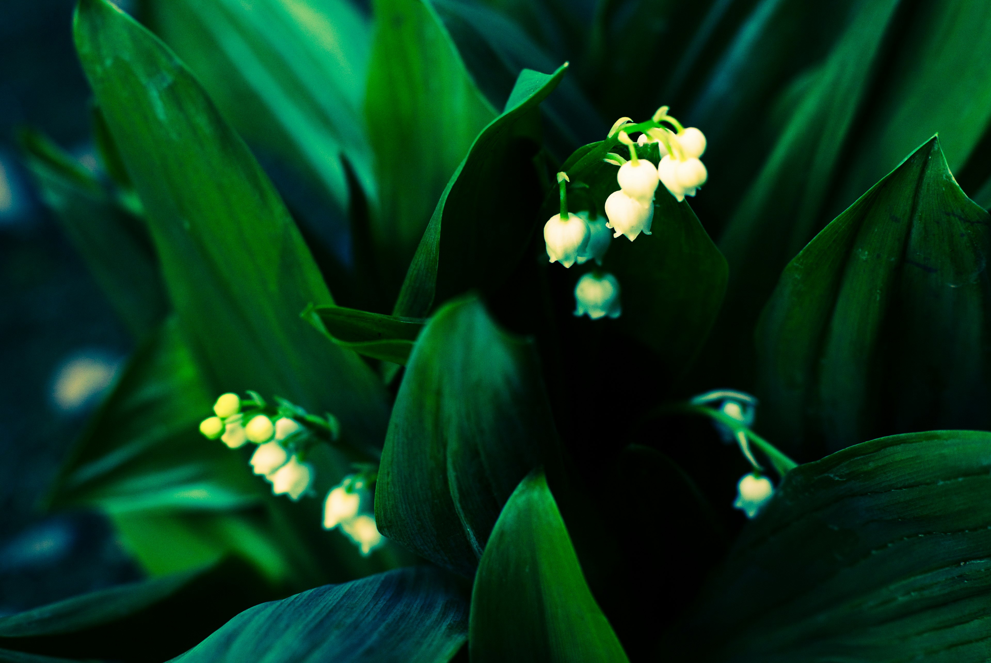 Cluster of small white flowers among green leaves