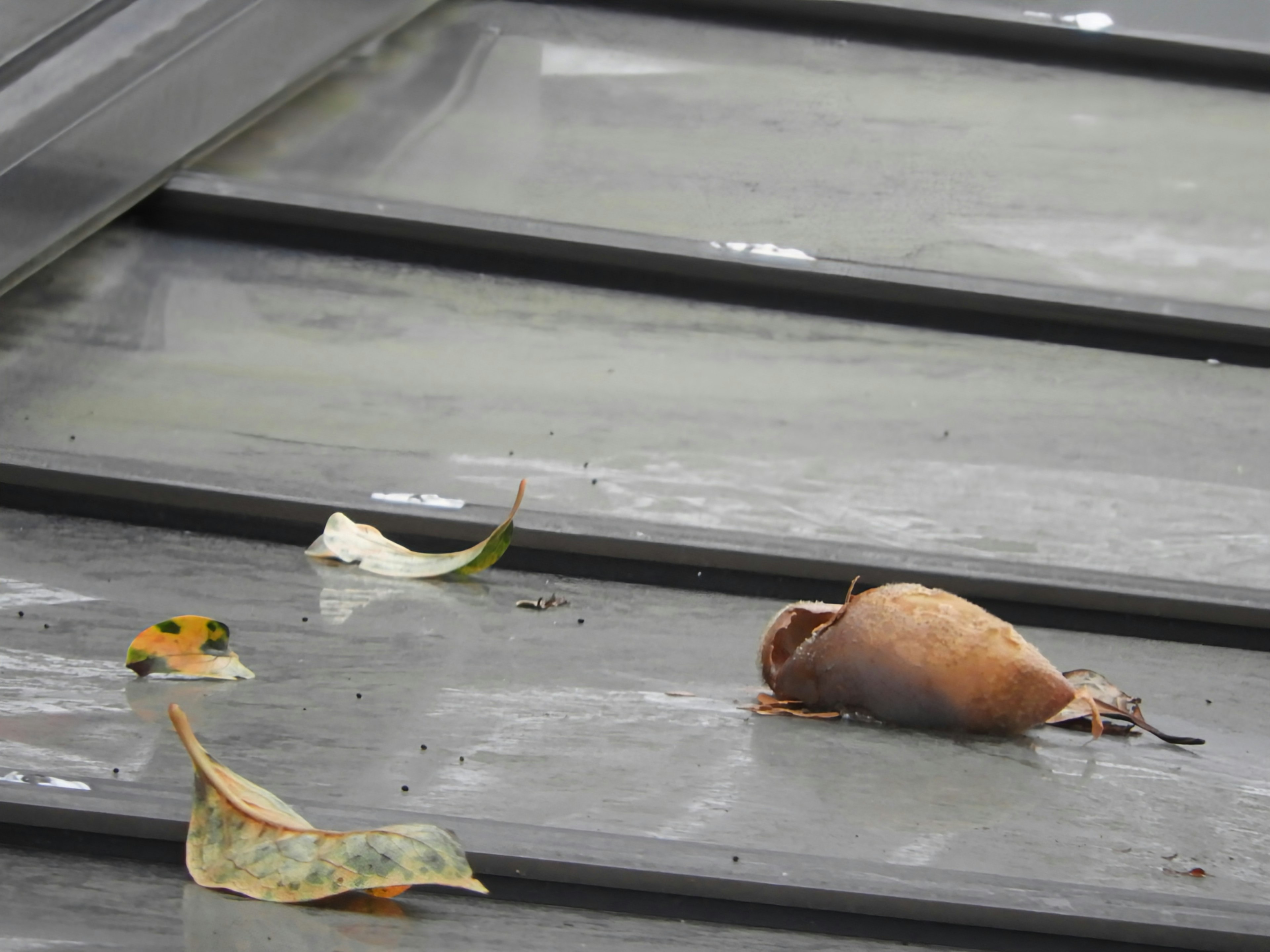 Petite coquille sur un toit avec des feuilles tombées à proximité