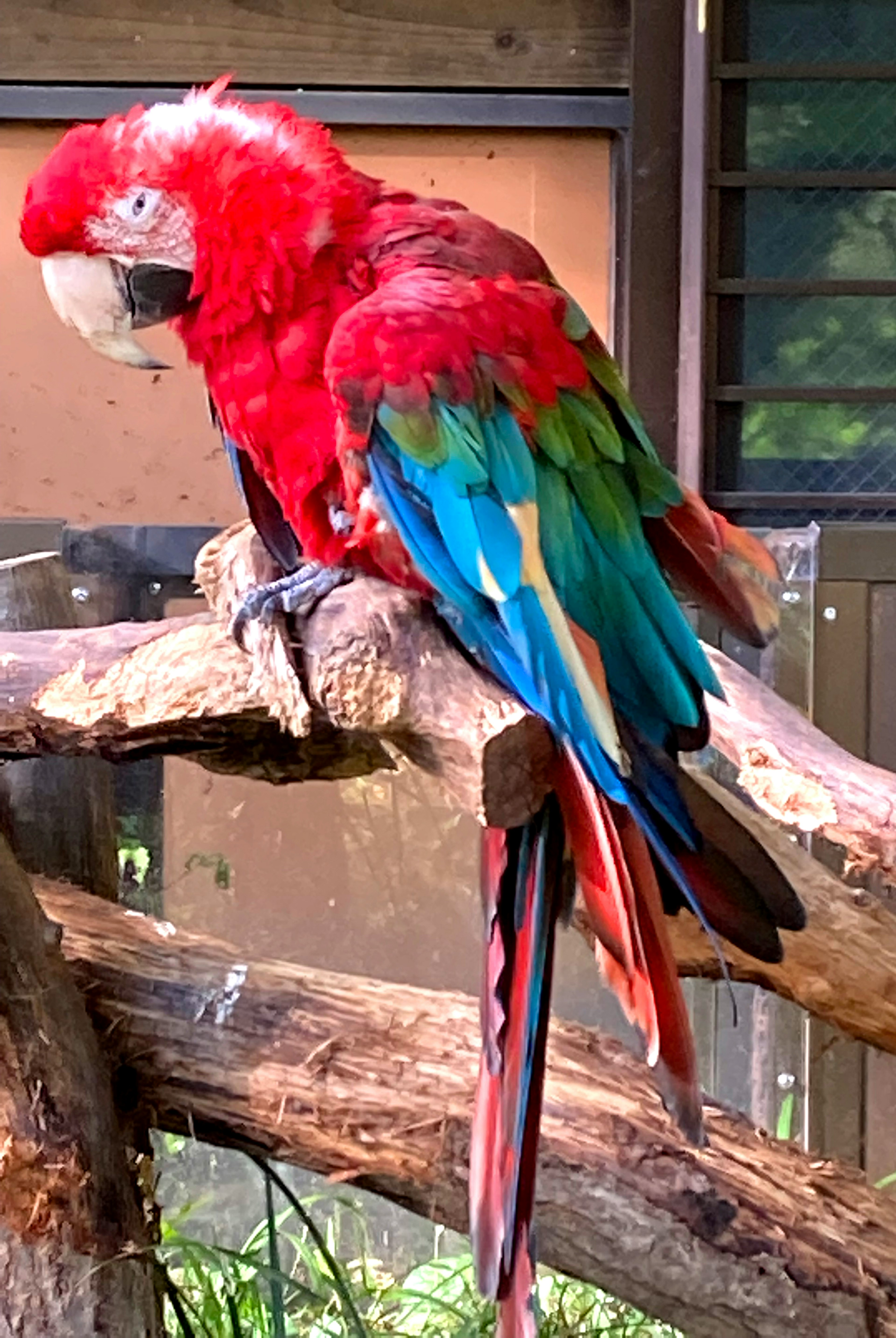 A colorful parrot with red and green feathers perched on a branch