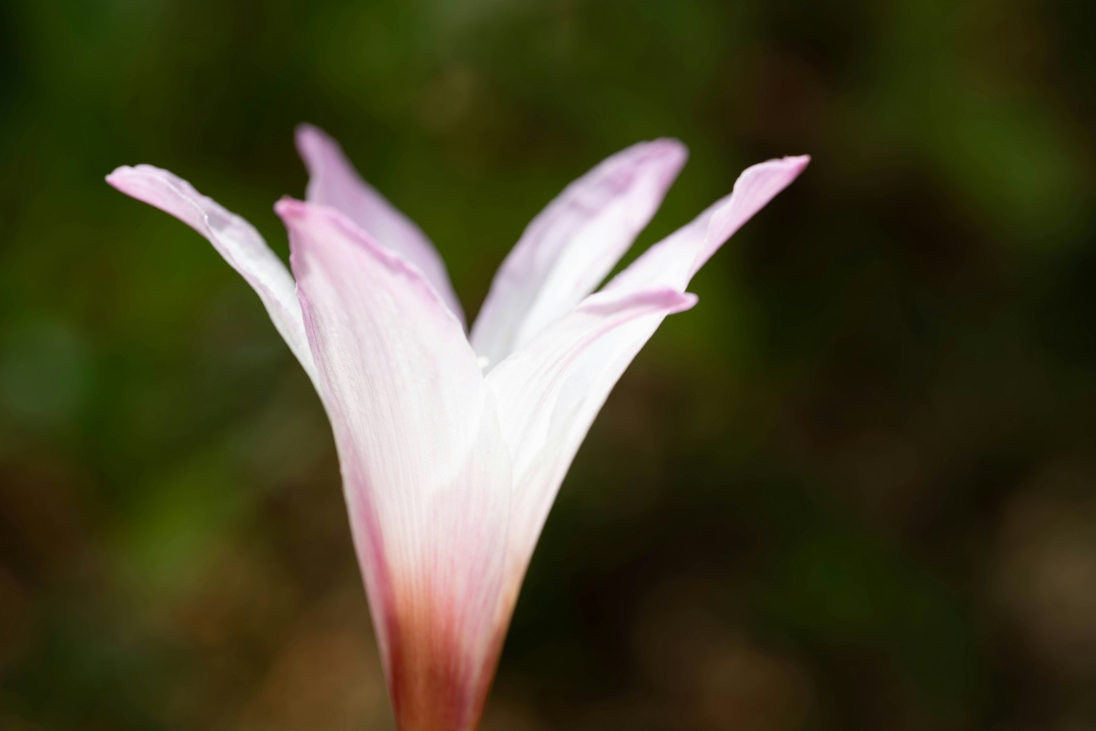 Primo piano di un fiore con petali rosa chiaro