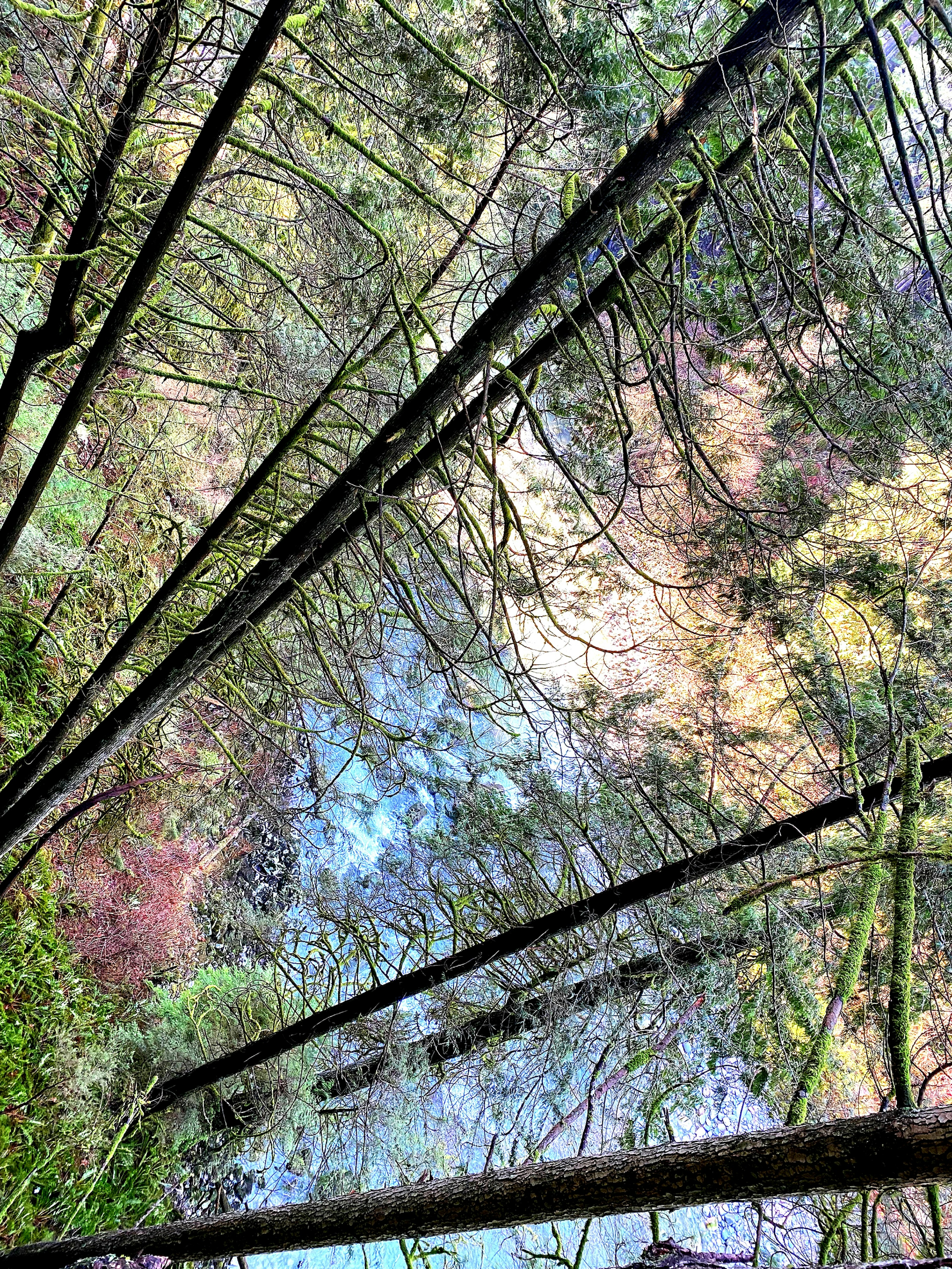 Paisaje natural con árboles que rodean un río con hojas coloridas