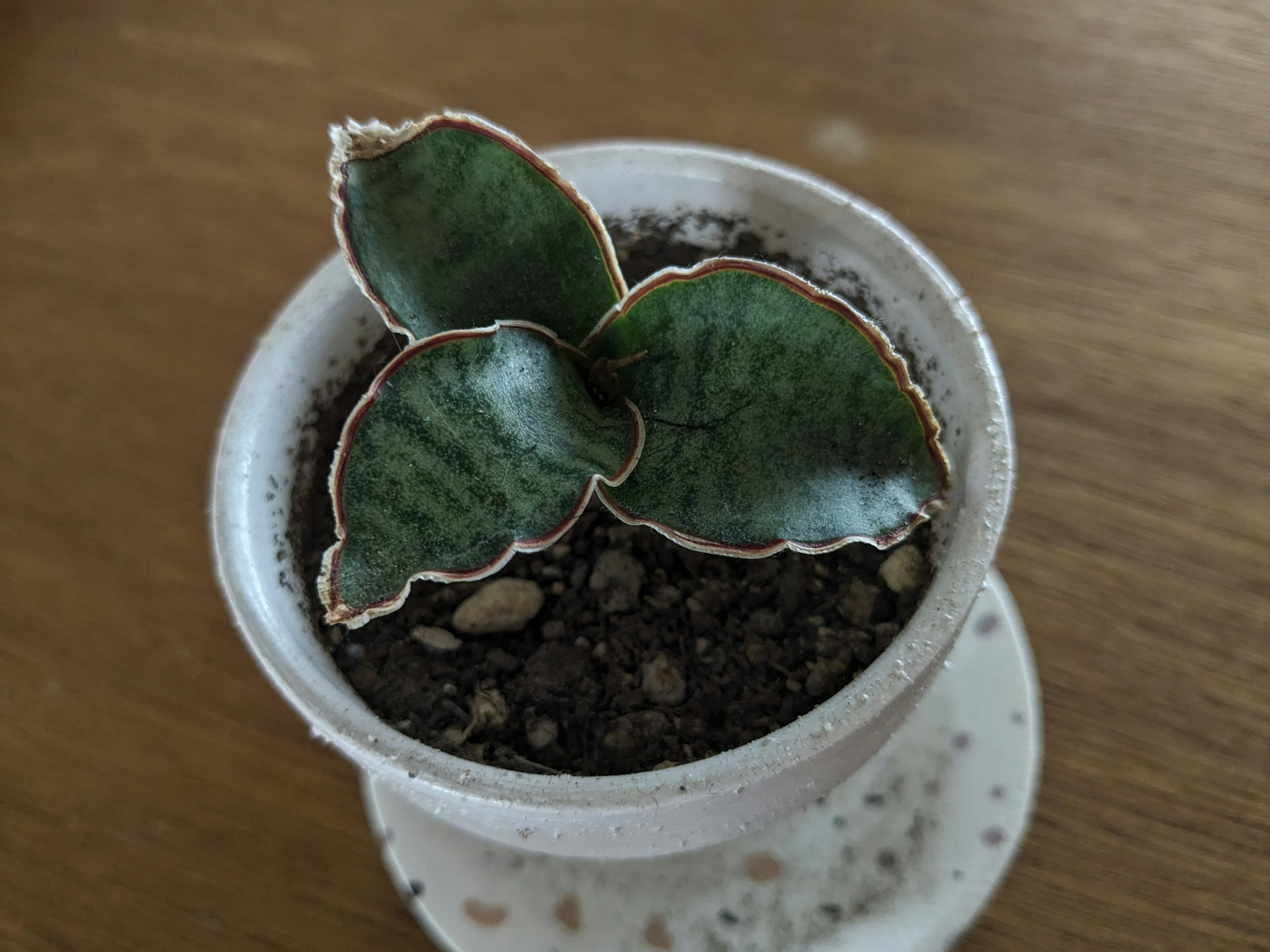 Piccola pianta succulenta in un vaso bianco