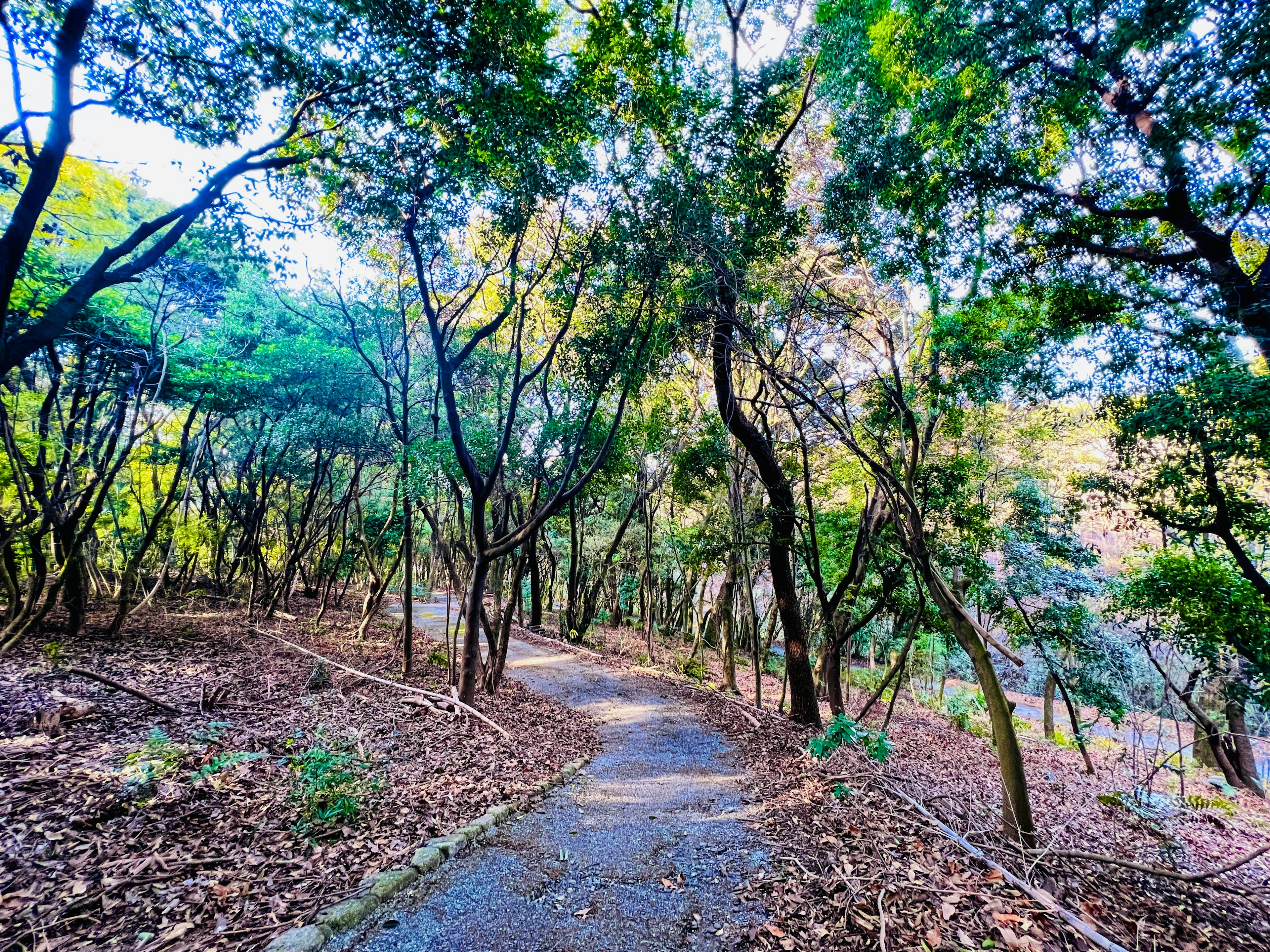 Jalan berkelok-kelok melalui hutan lebat