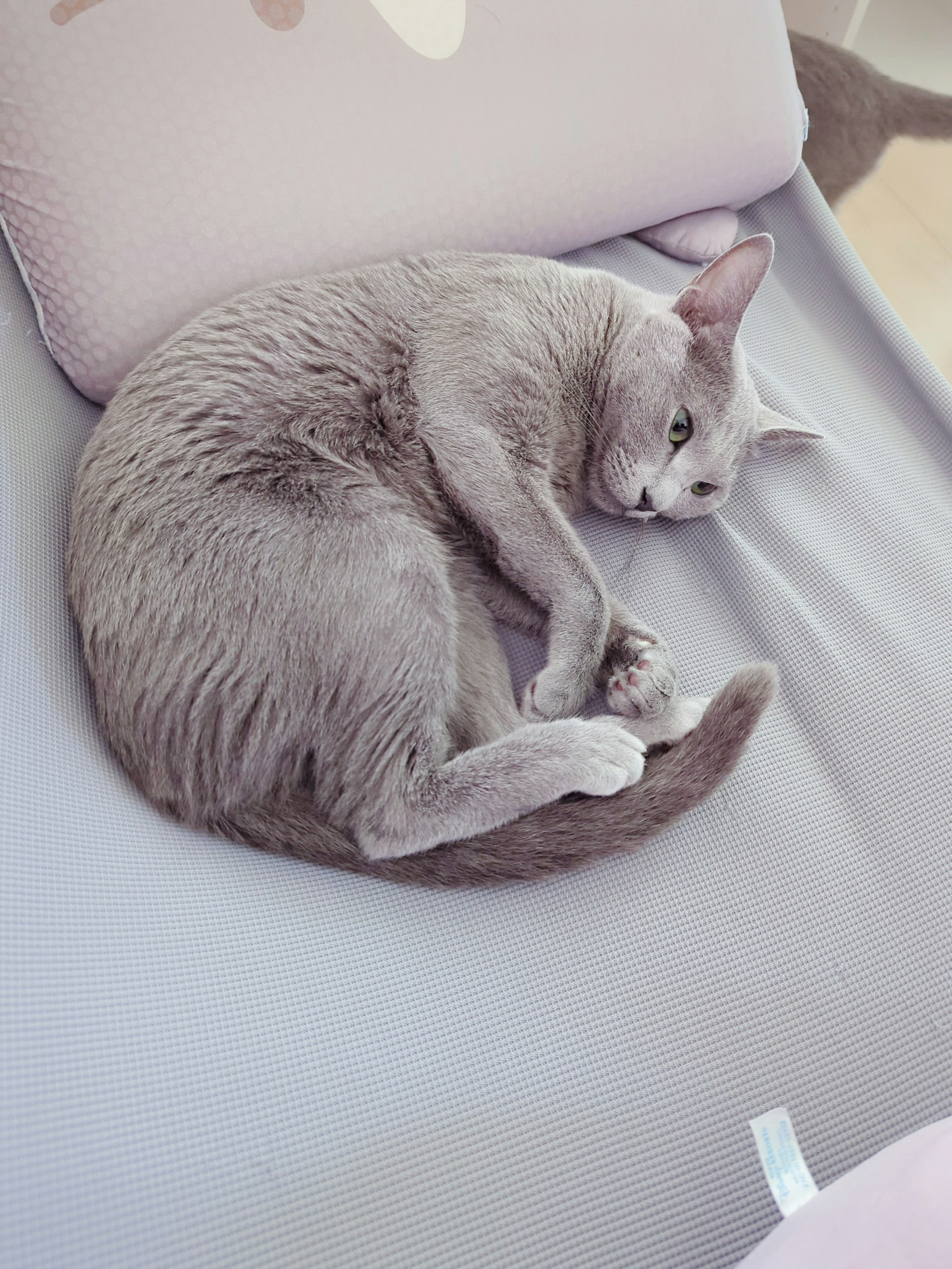 Gatto grigio arrotolato che dorme su un divano