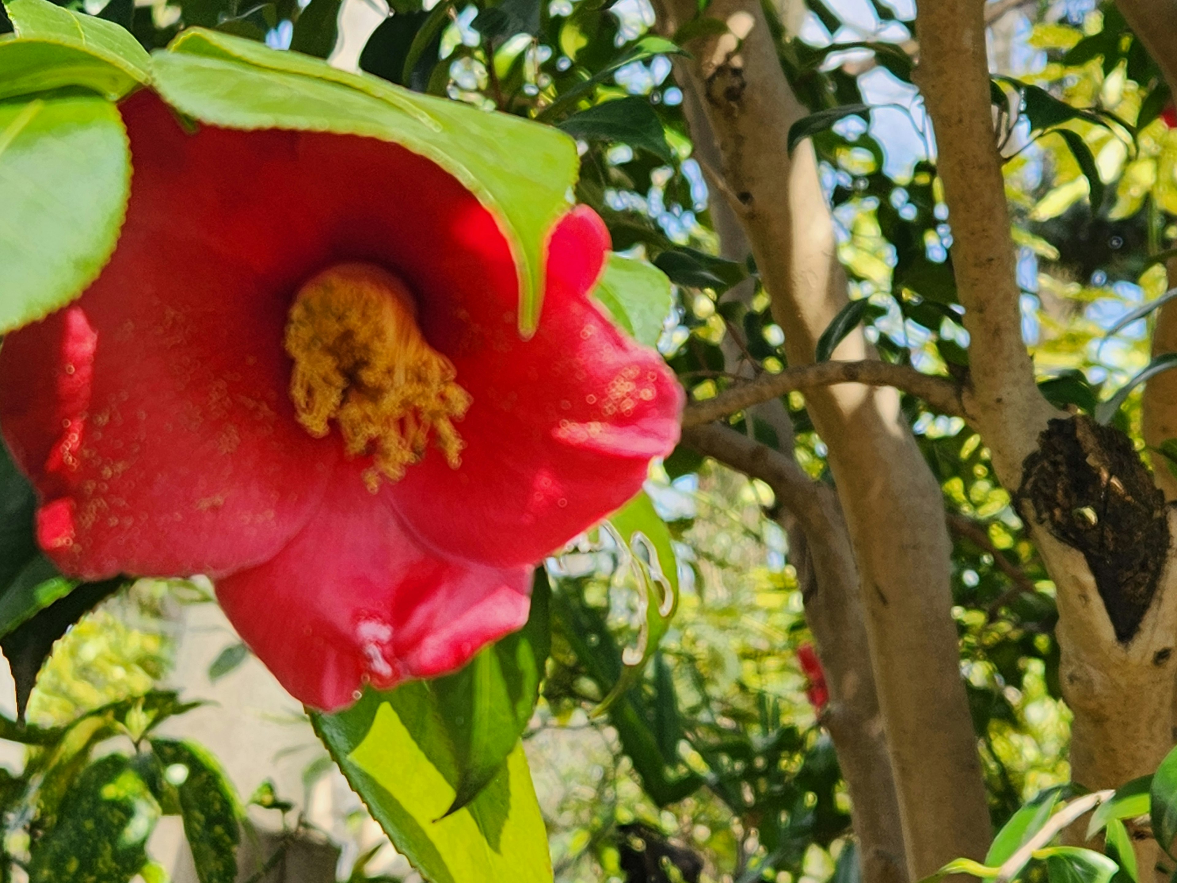 Close-up bunga merah cerah dengan benang sari kuning dikelilingi daun hijau