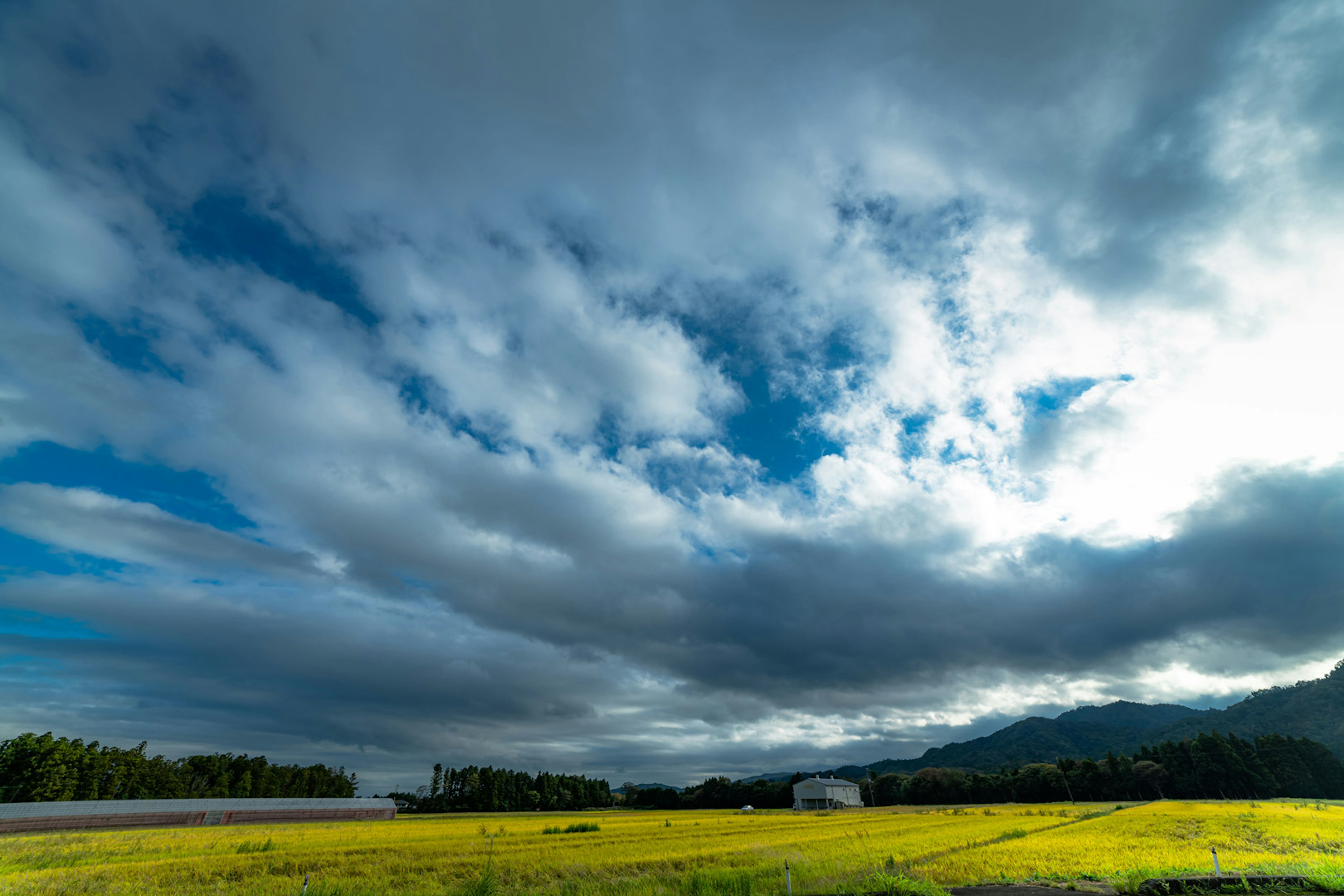 Amplio campo de arroz amarillo rodeado de cielo azul y nubes