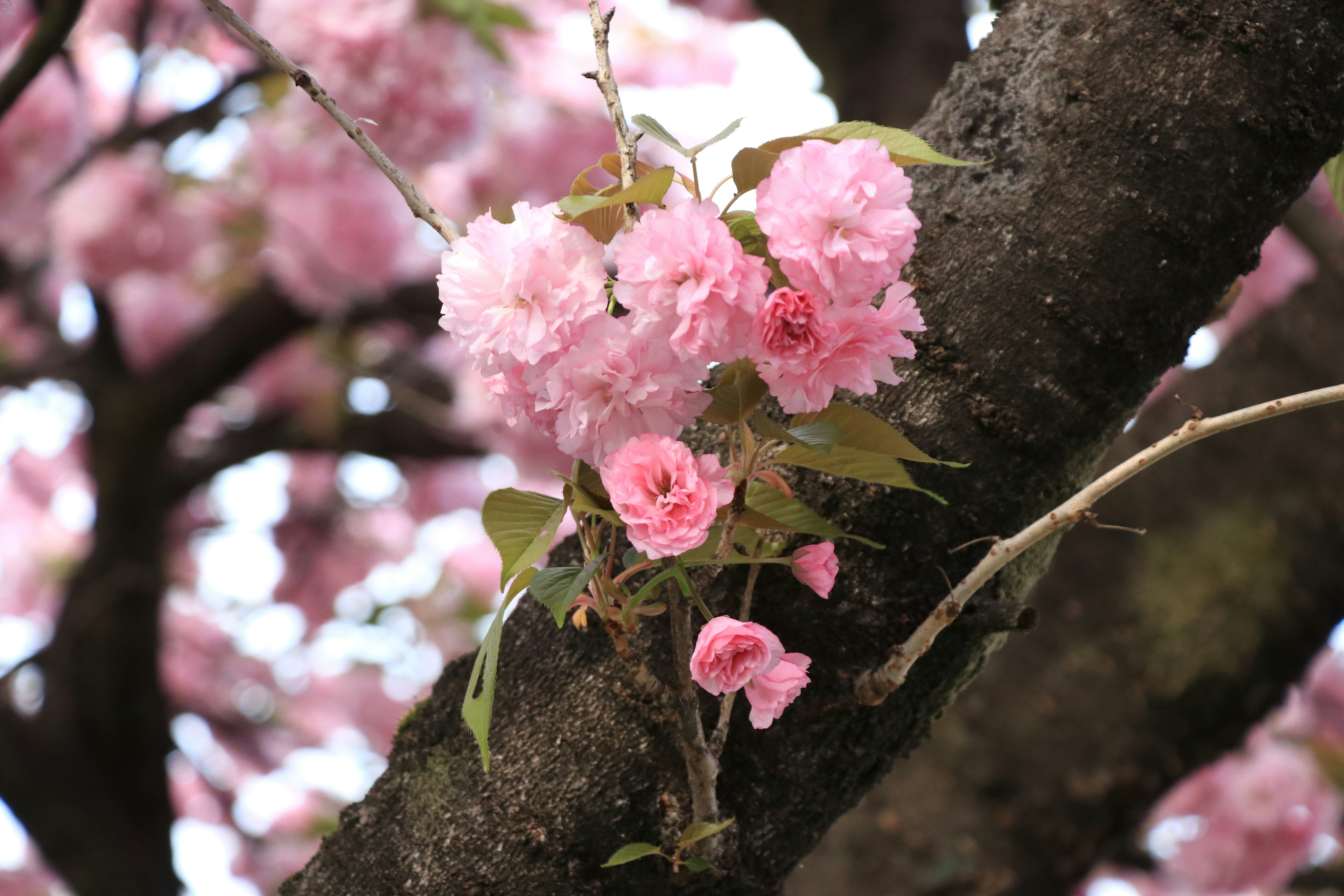 Flores y hojas rosadas en un cerezo