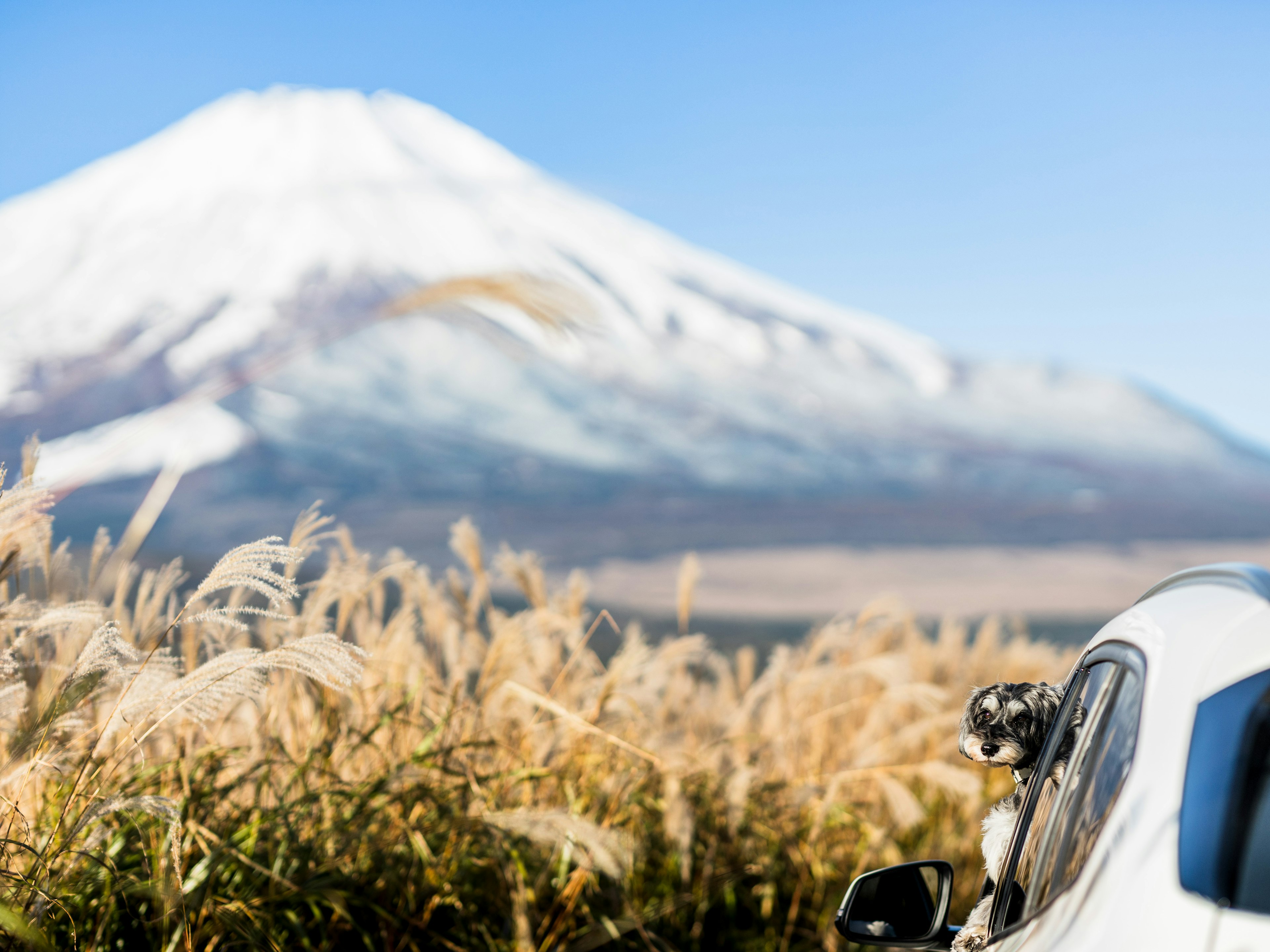 Kamera dekat mobil dengan latar belakang Gunung Fuji dan rumput tinggi