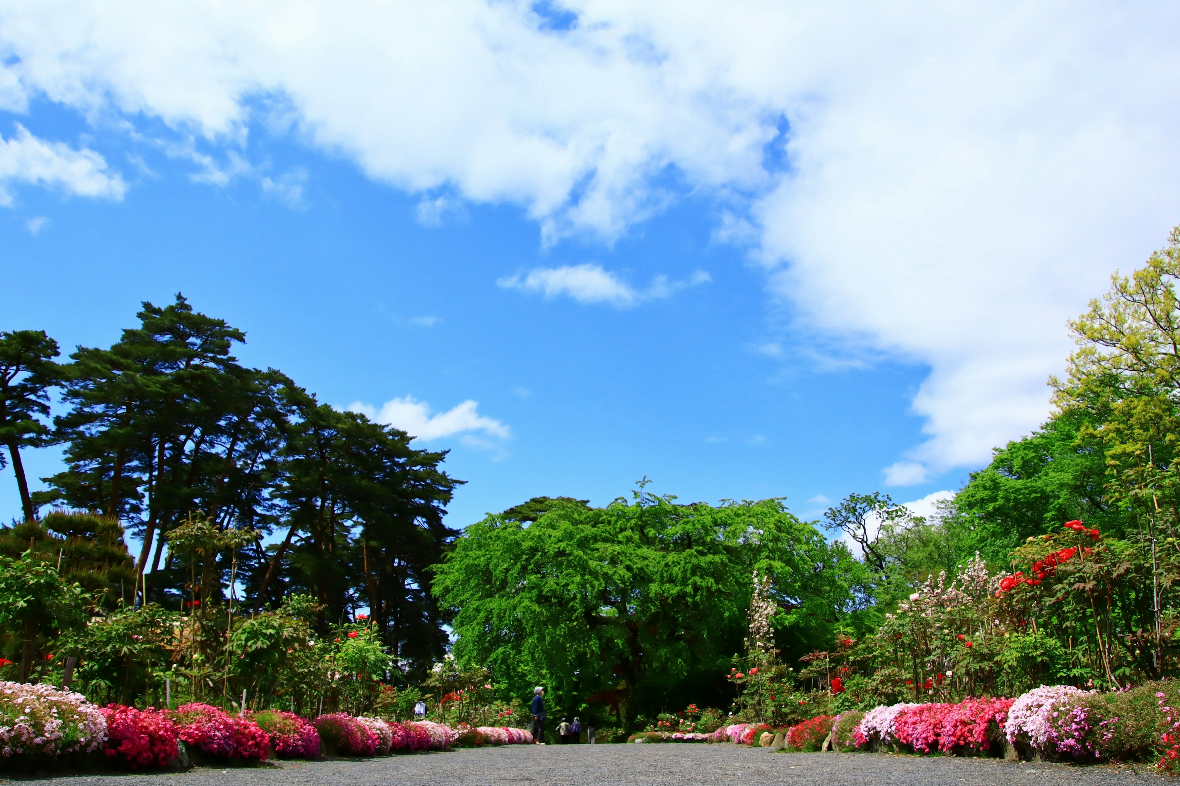 花园的风景，盛开的花朵和蓝天