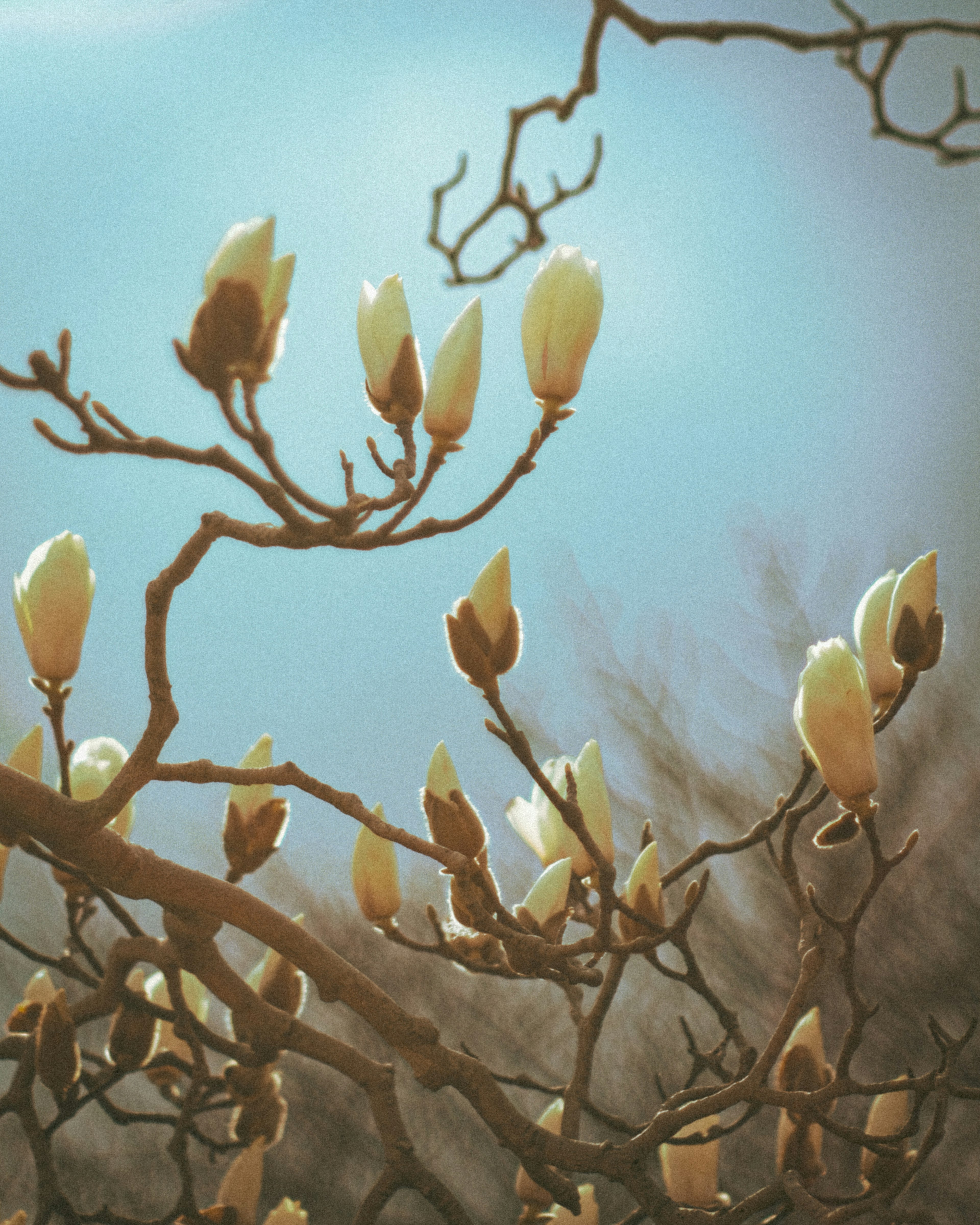 Buds magnolia di cabang di latar belakang langit biru