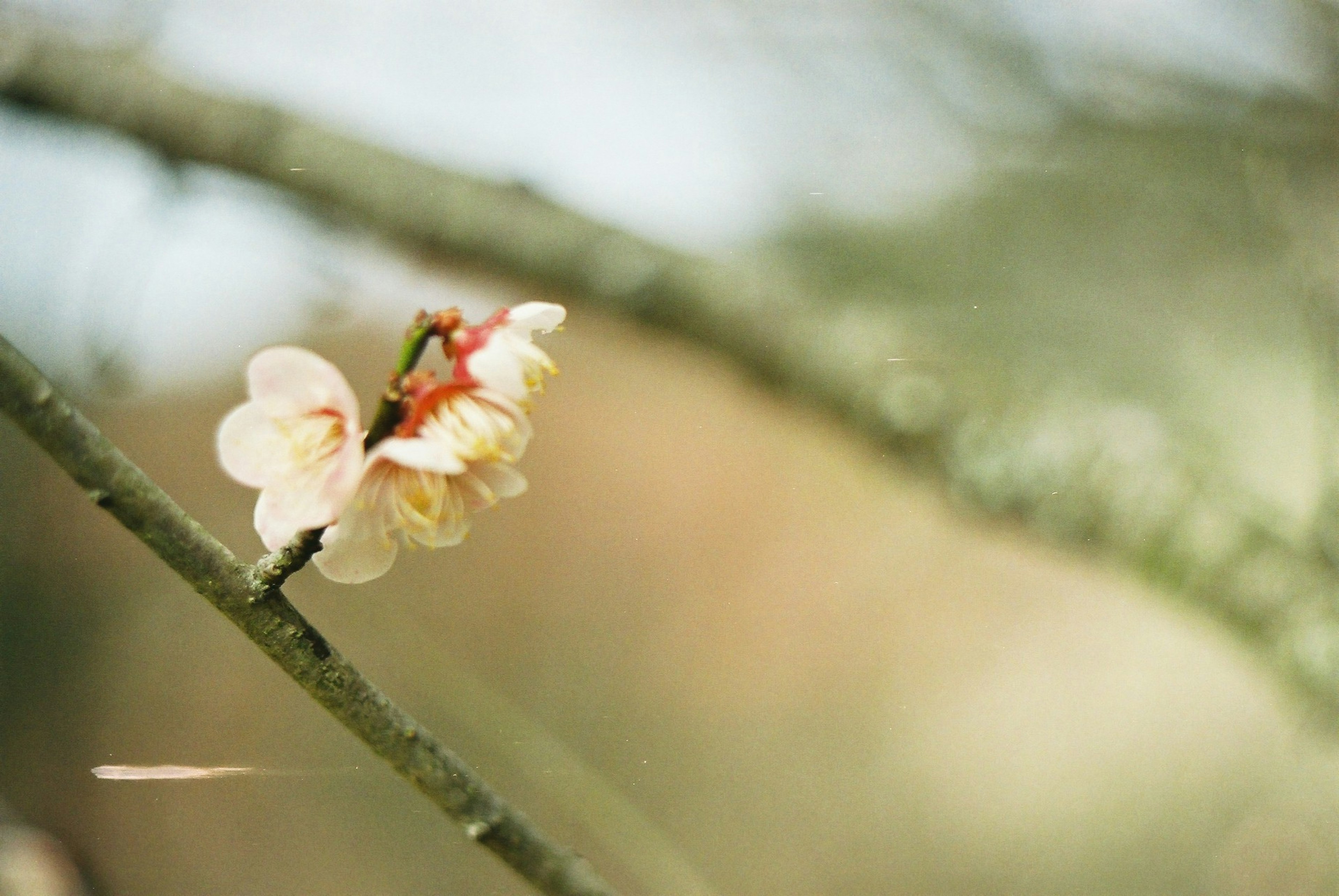 Acercamiento de una flor de cerezo en una rama