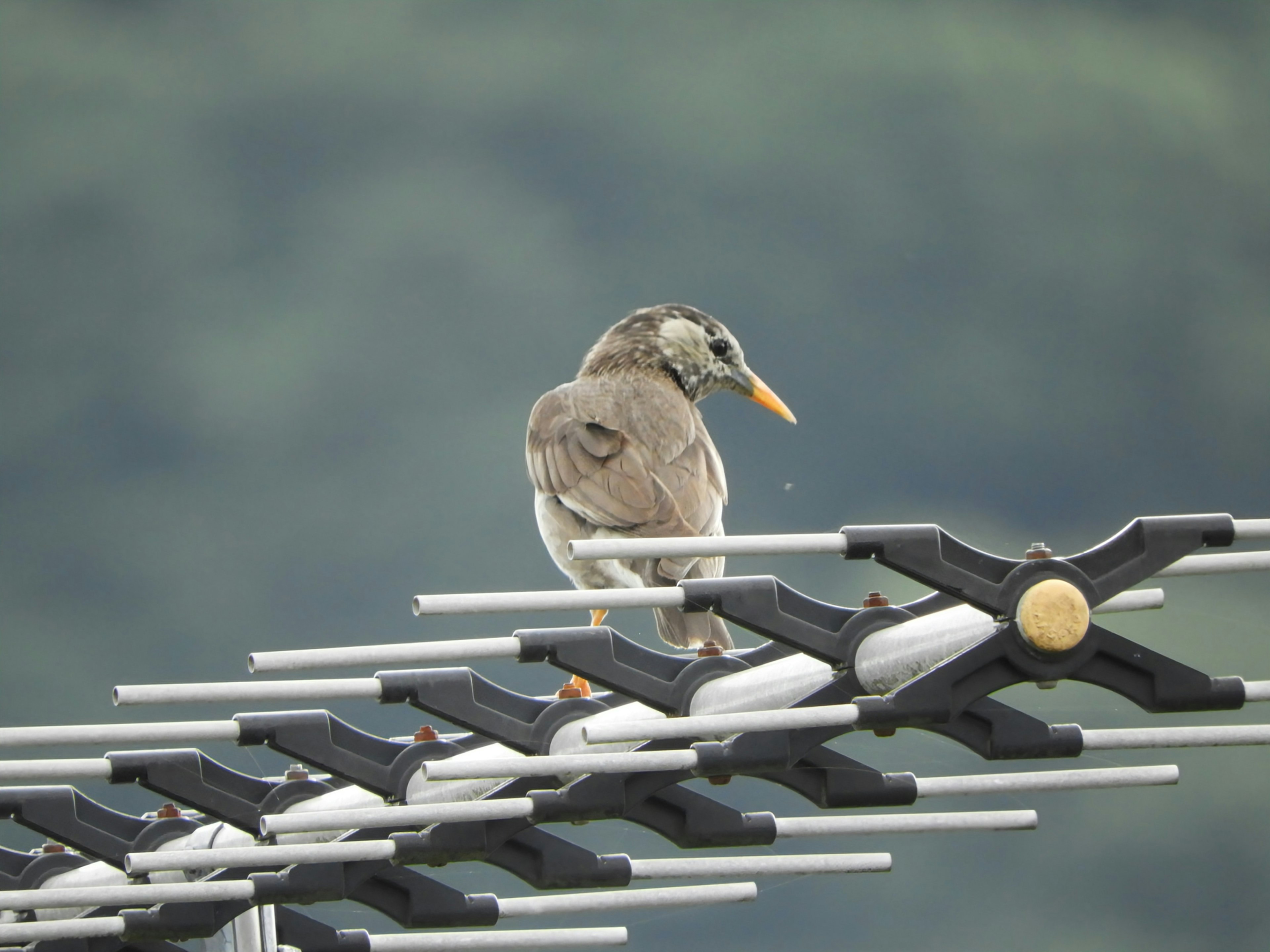 A bird perched on a rooftop antenna