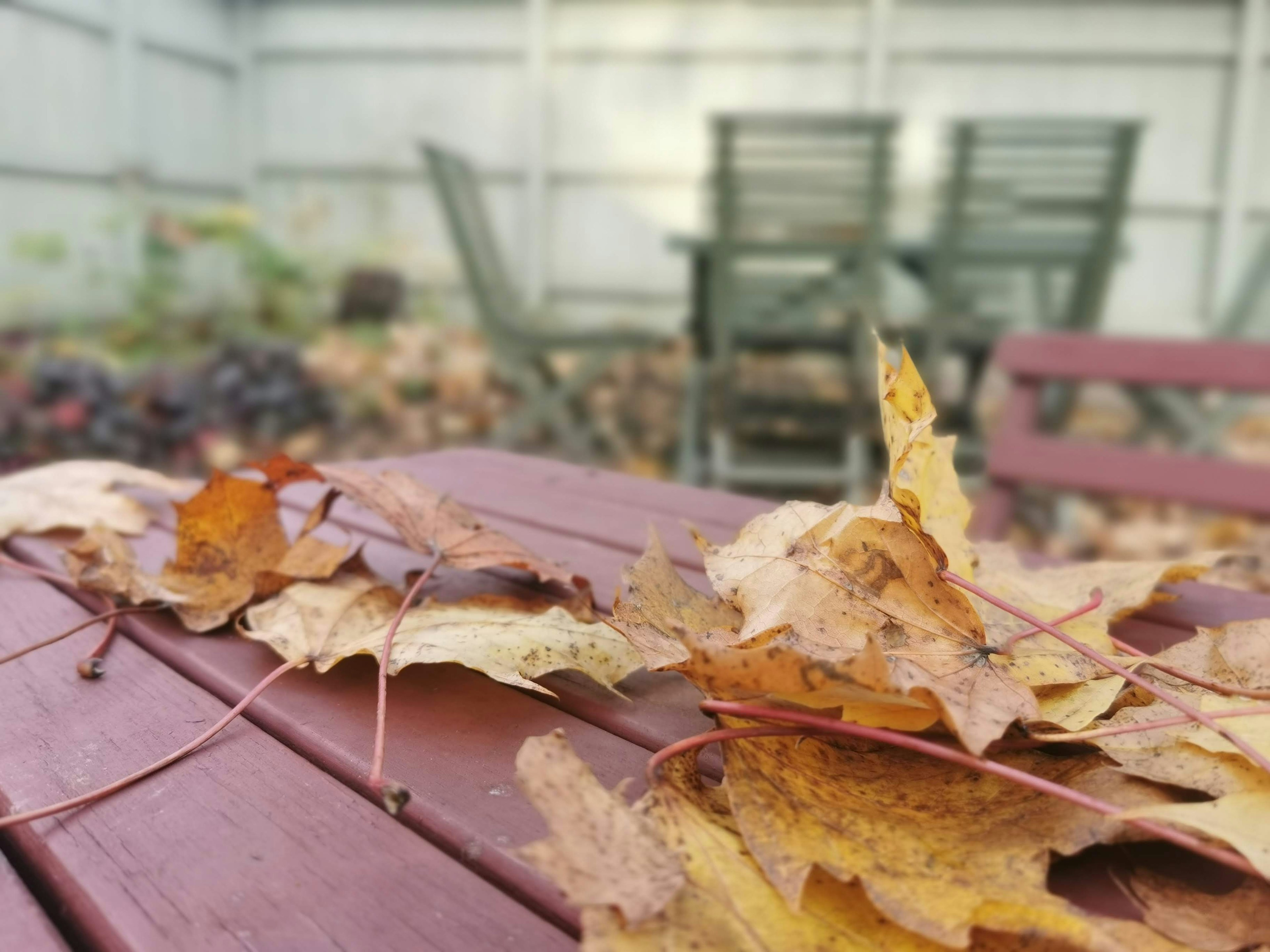 Scattered autumn leaves on a table with chairs in the background