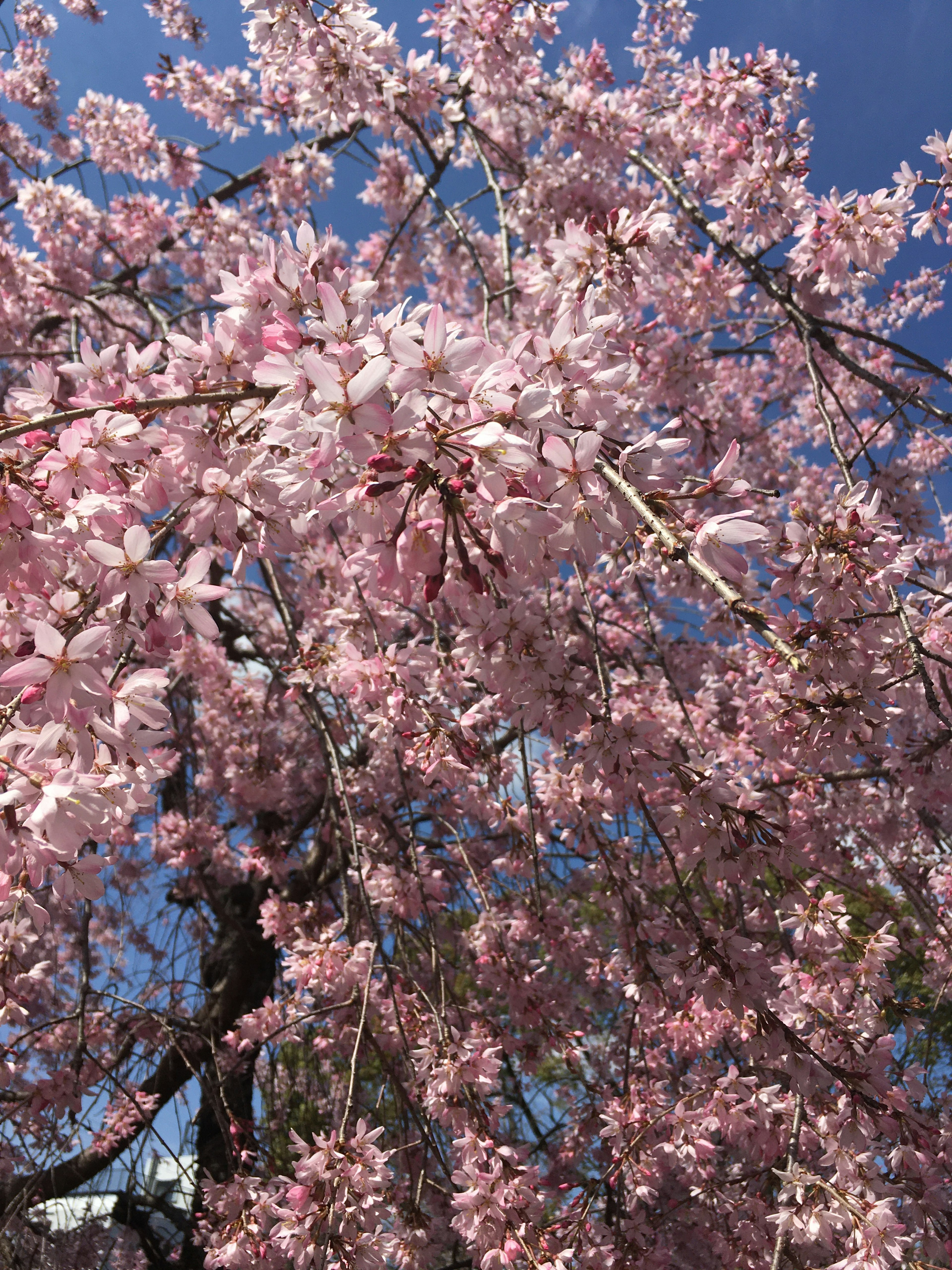 Nahaufnahme von Kirschbaumzweigen mit rosa Blüten vor blauem Himmel