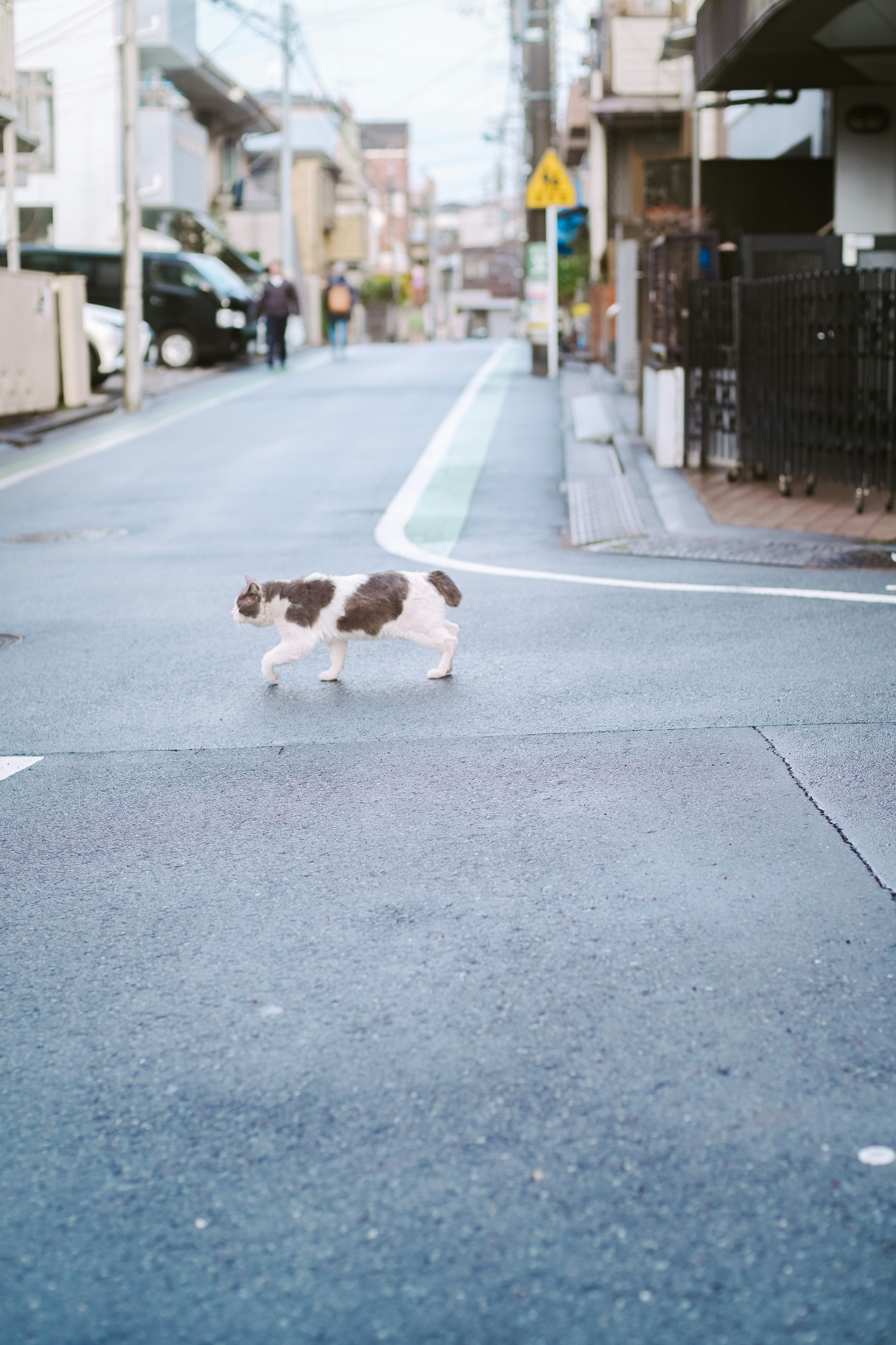 Una foto de un gato blanco y marrón cruzando la calle