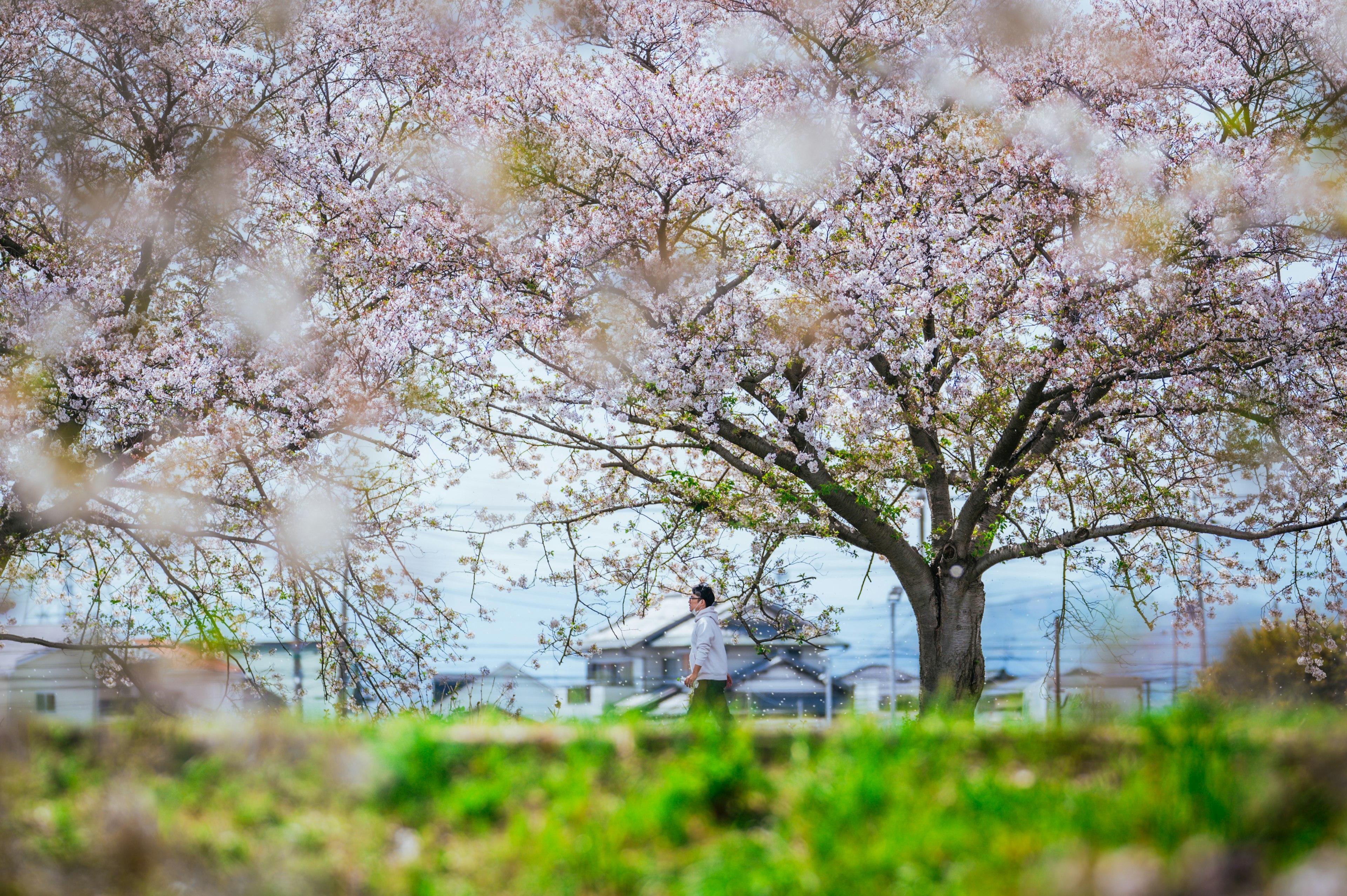 Orang berjalan di bawah pohon sakura yang sedang mekar