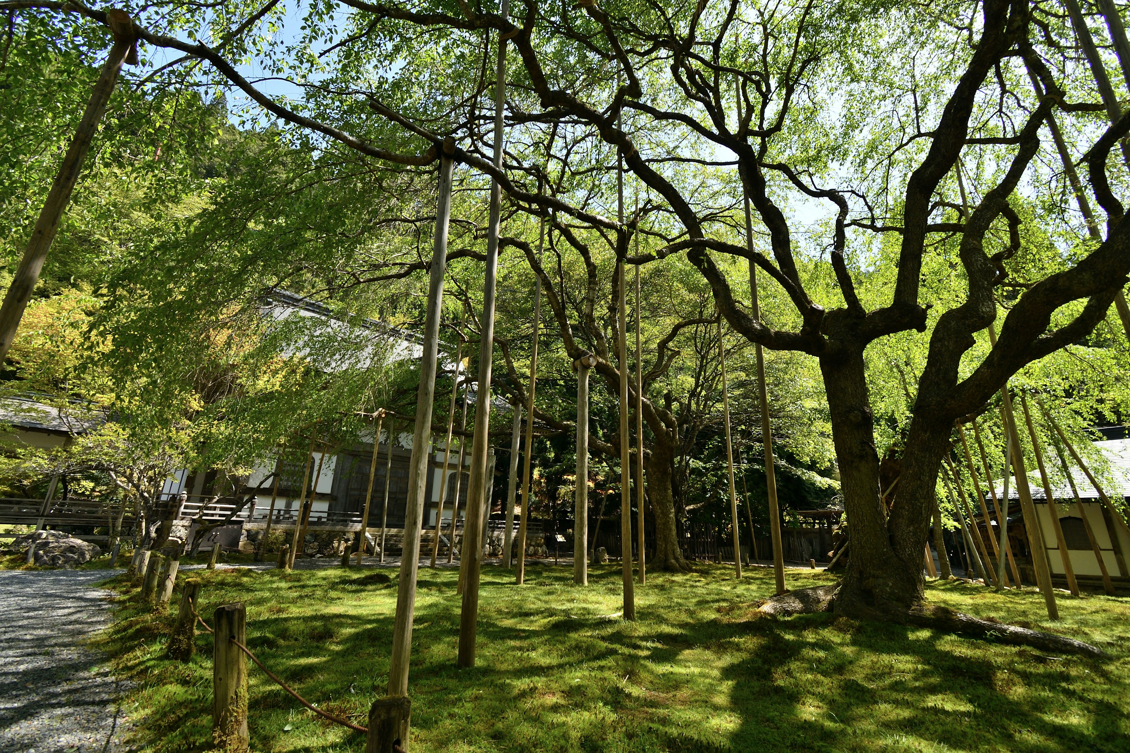 A scenic view featuring a large tree with lush green leaves and a harmonious building