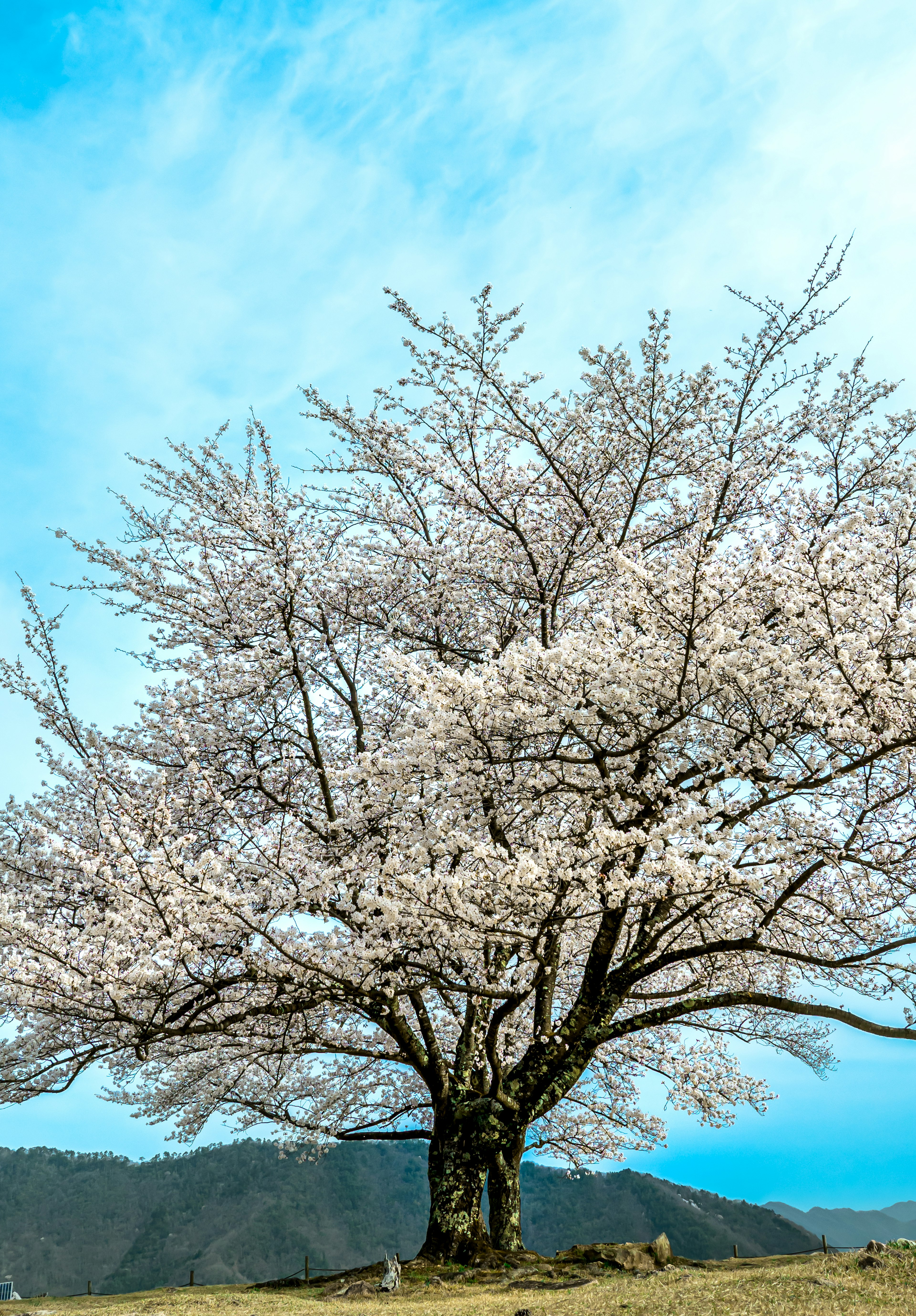 Ein blühender Kirschbaum unter einem blauen Himmel