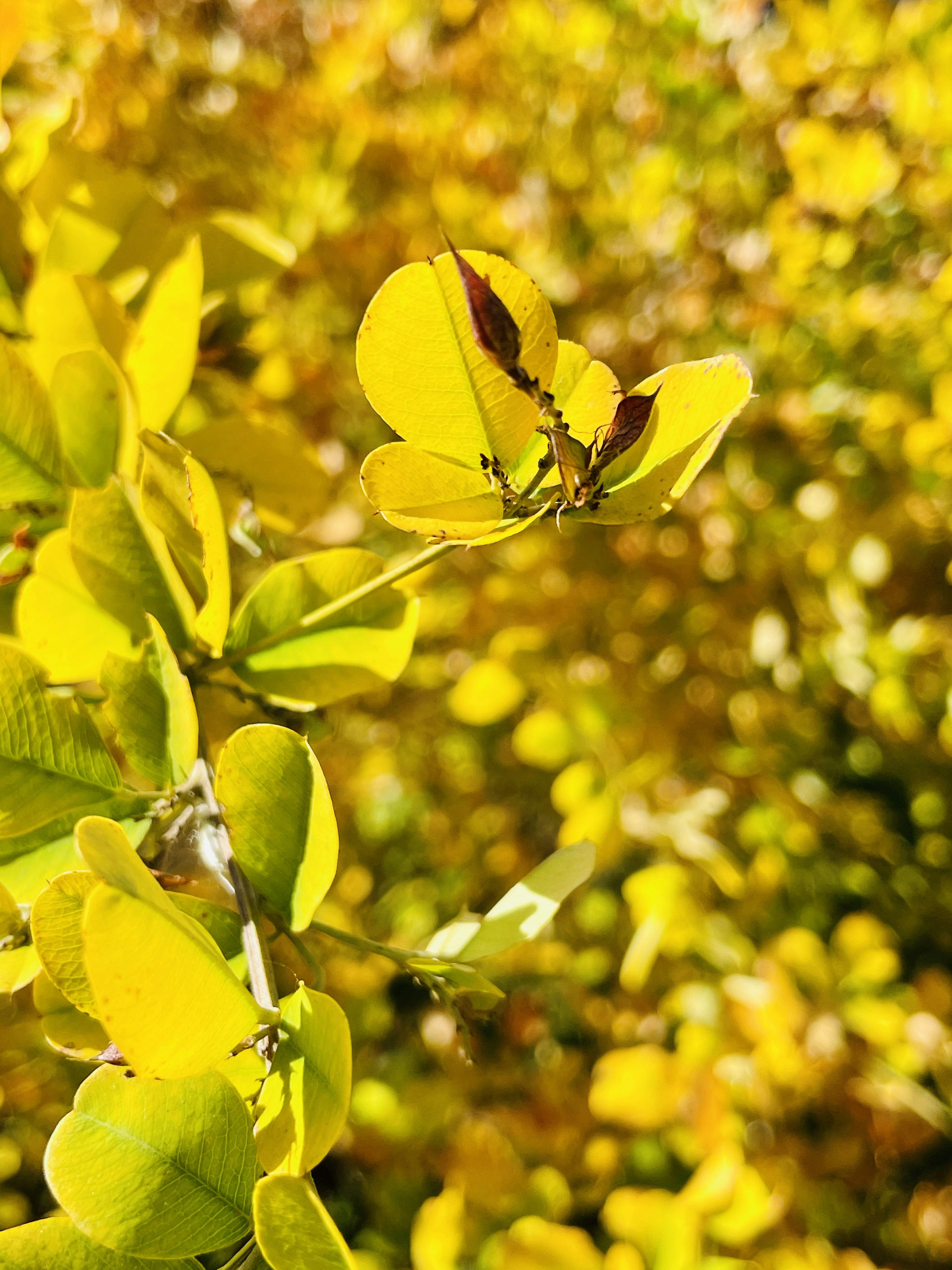 黄色い葉が生い茂る植物のクローズアップ