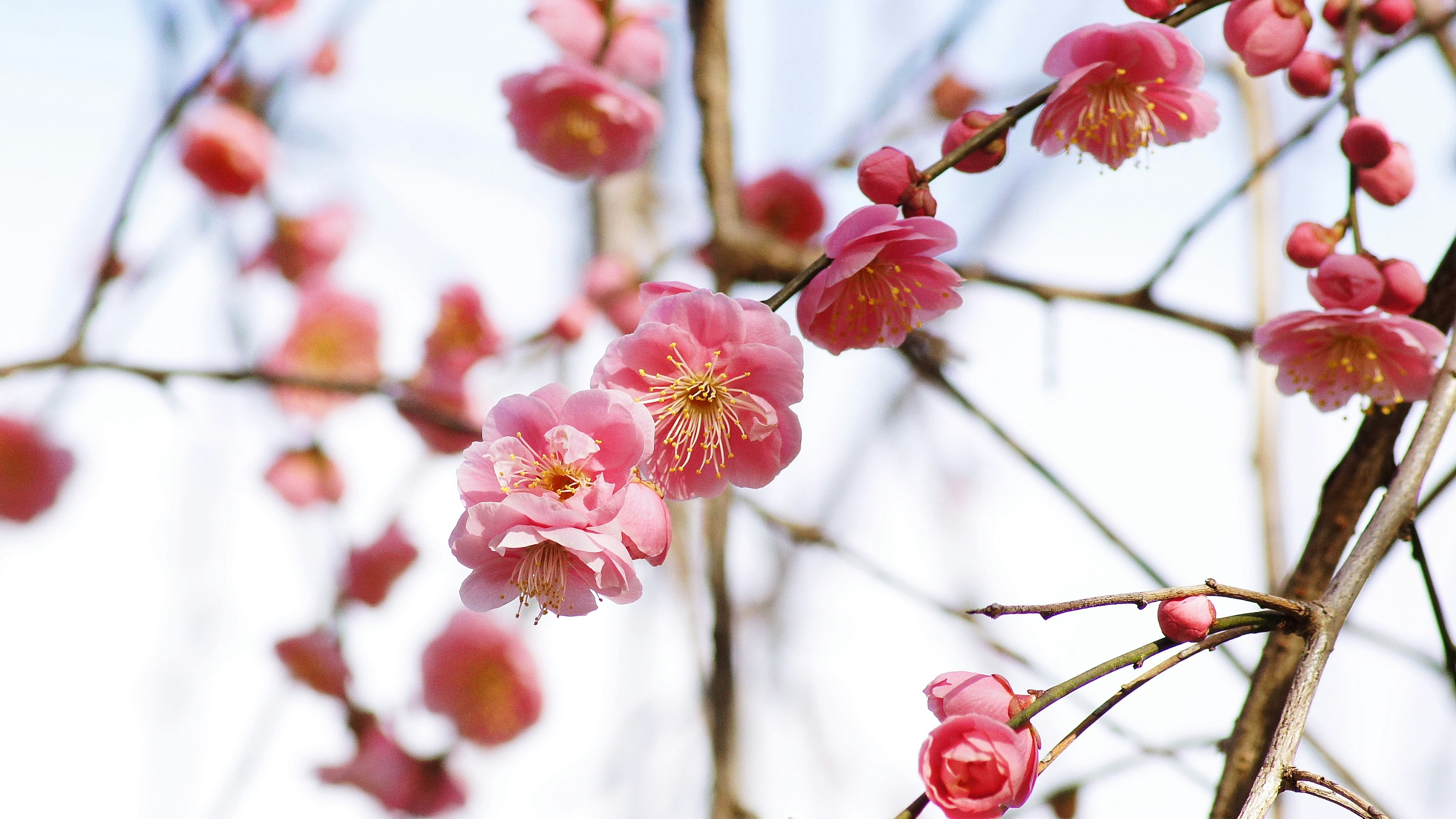 Close-up of blooming cherry blossoms on branches