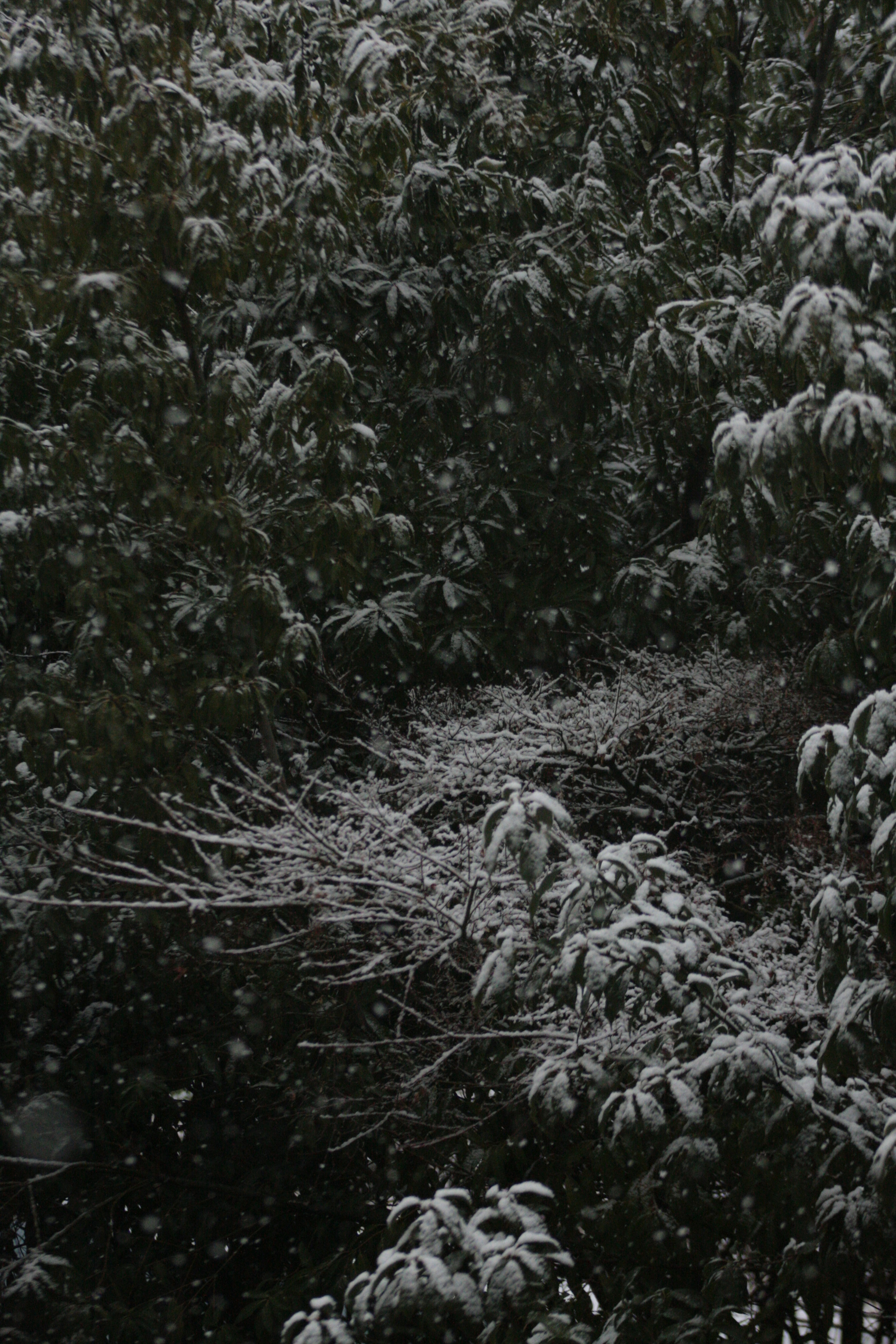 Neige tombant sur des arbres avec un chemin visible