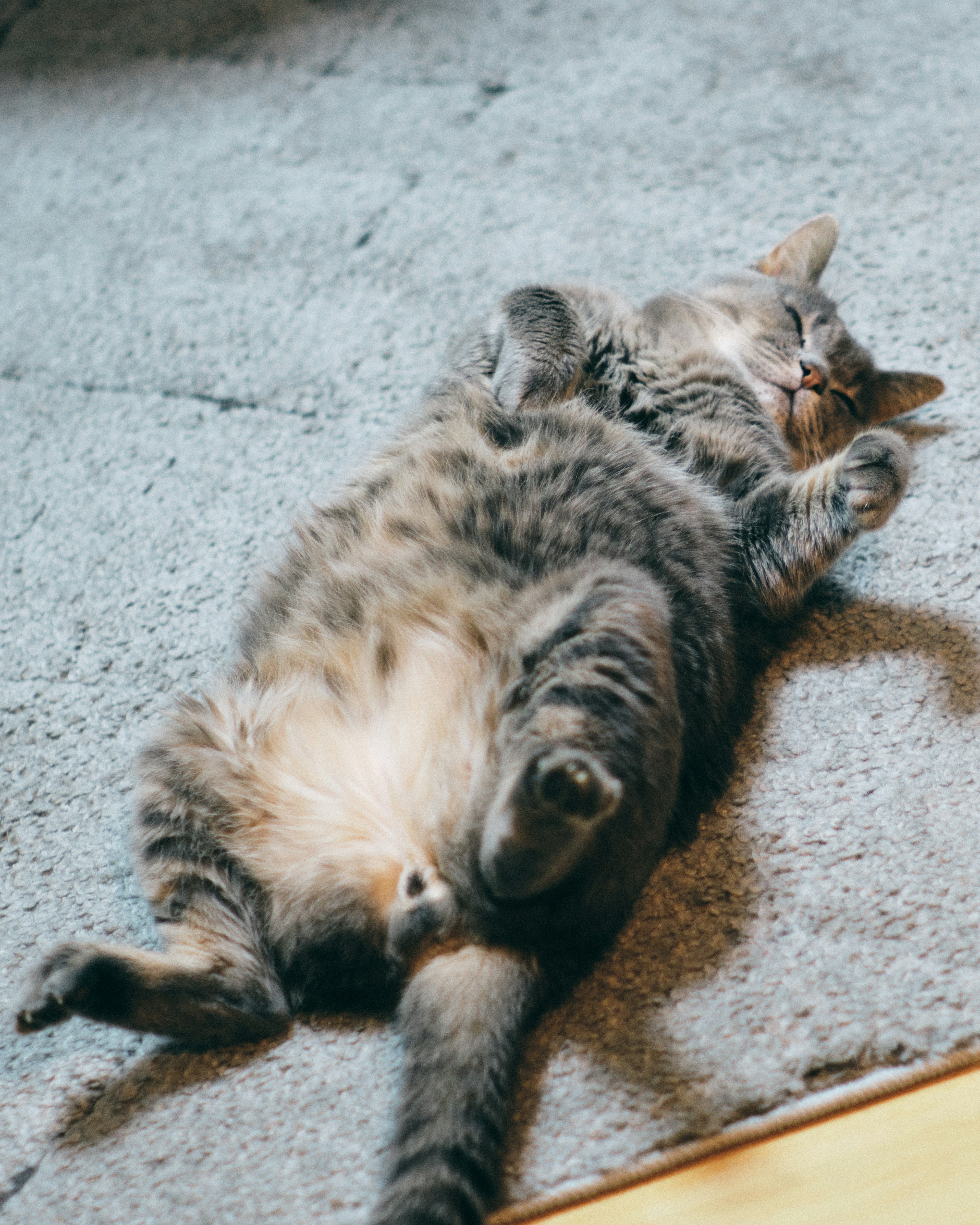 Gato gris acostado de espaldas durmiendo