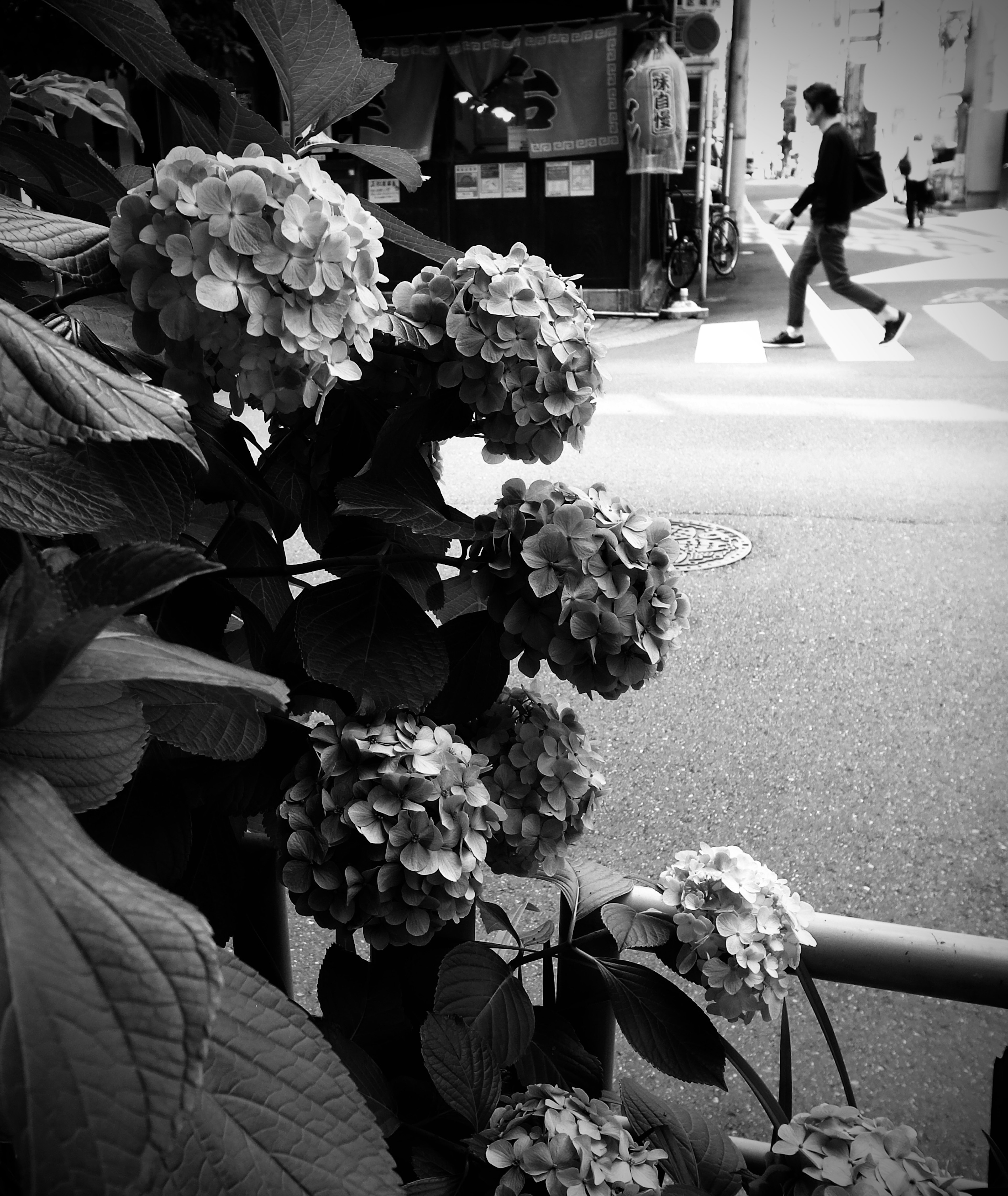 Flores de hortensia floreciendo en un paisaje urbano en blanco y negro con un peatón