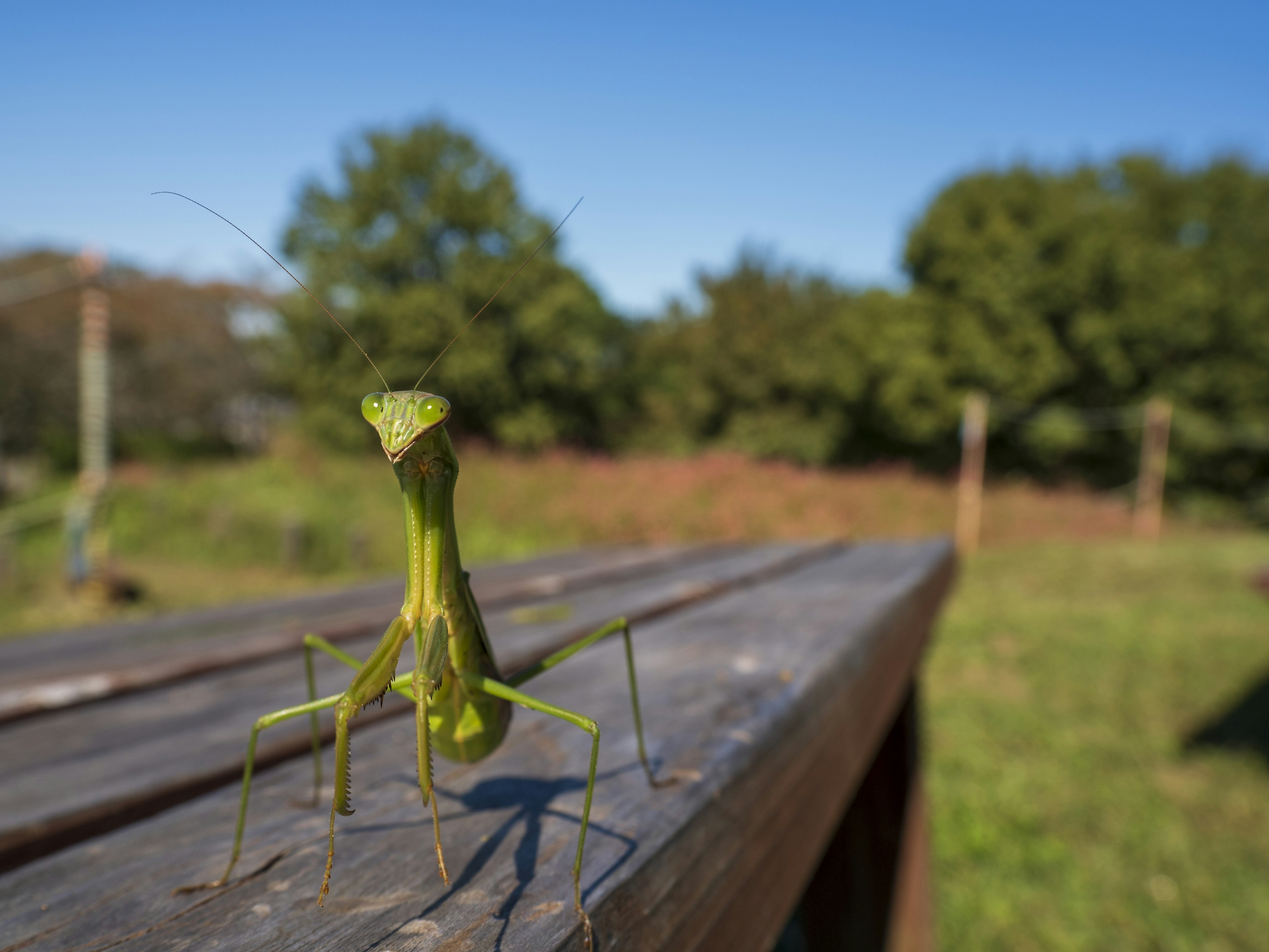 Mantide religiosa verde in piedi su legno con sfondo naturale