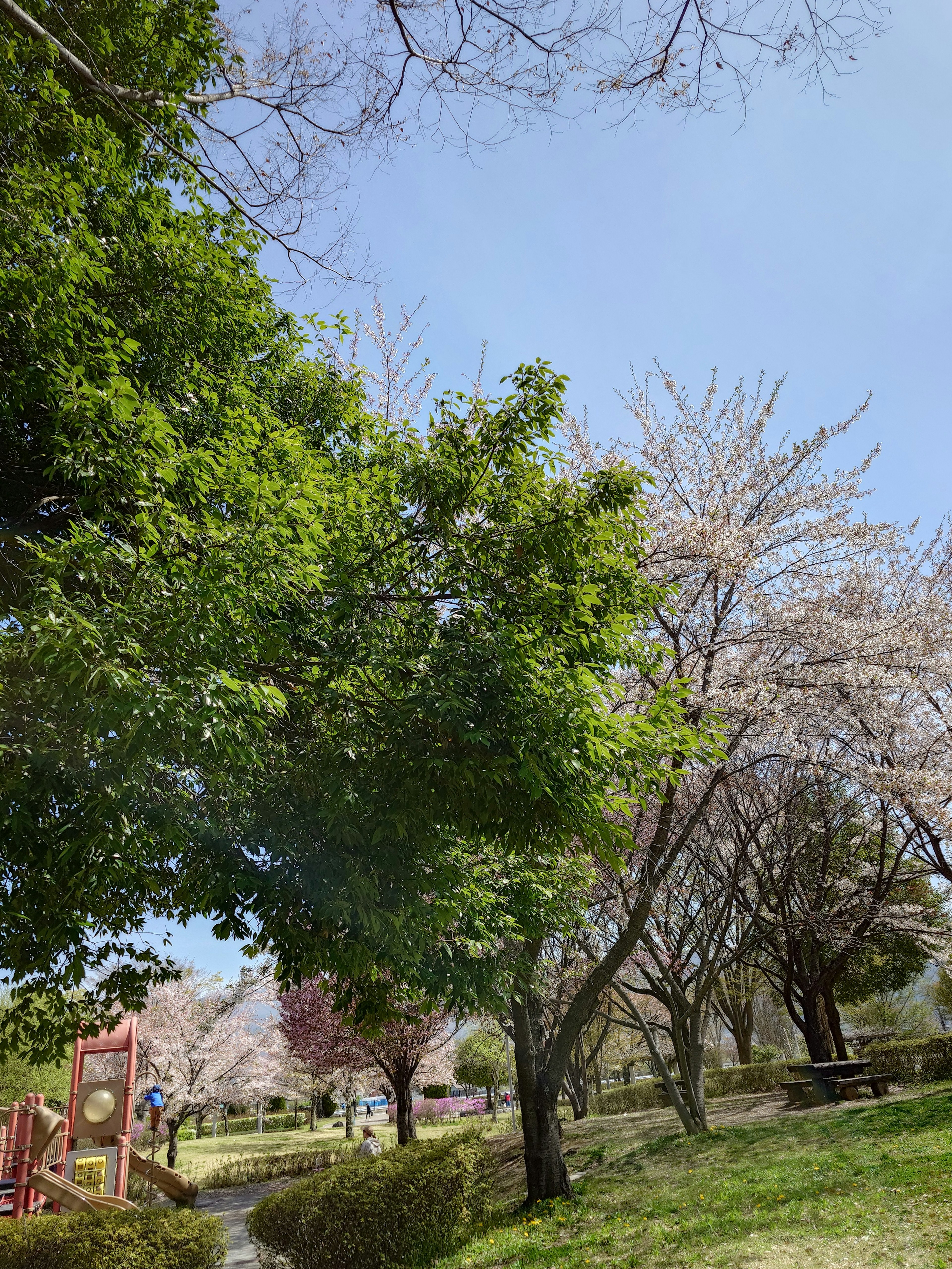 A park scene with cherry blossom trees and lush green trees under a blue sky