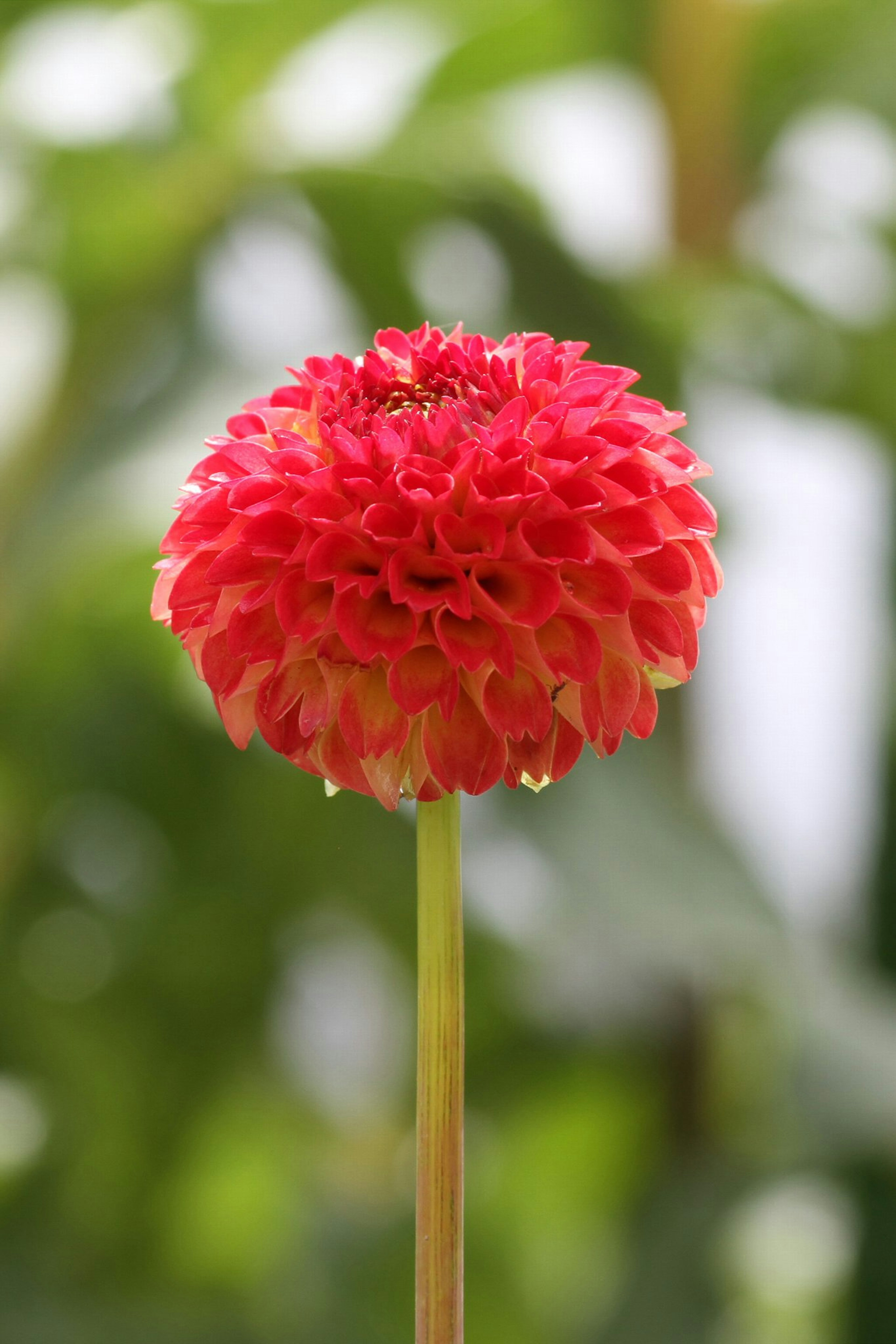 Bunga dahlia merah cerah berdiri di latar belakang hijau