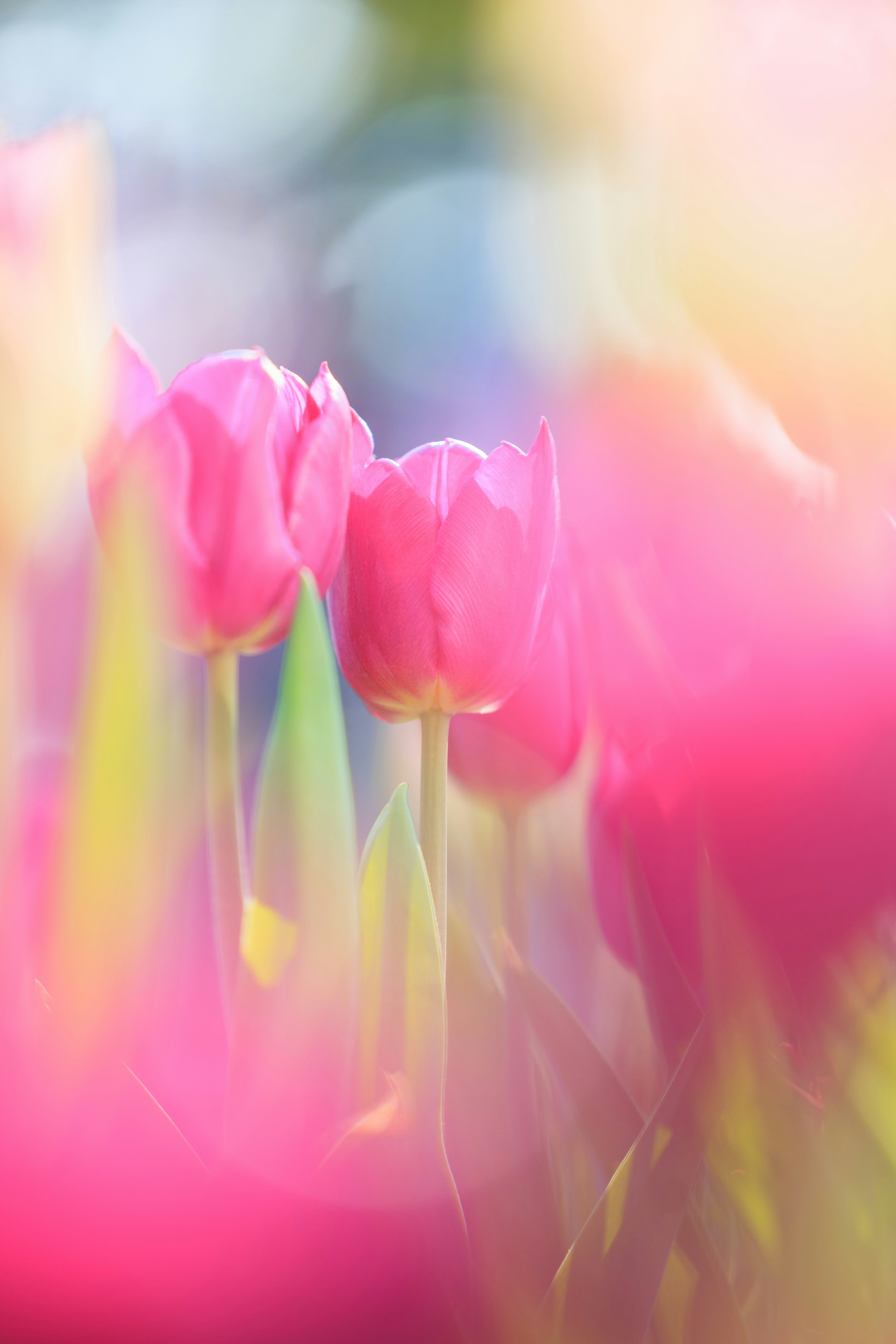 Image floue mettant en avant des tulipes roses parmi des tulipes colorées