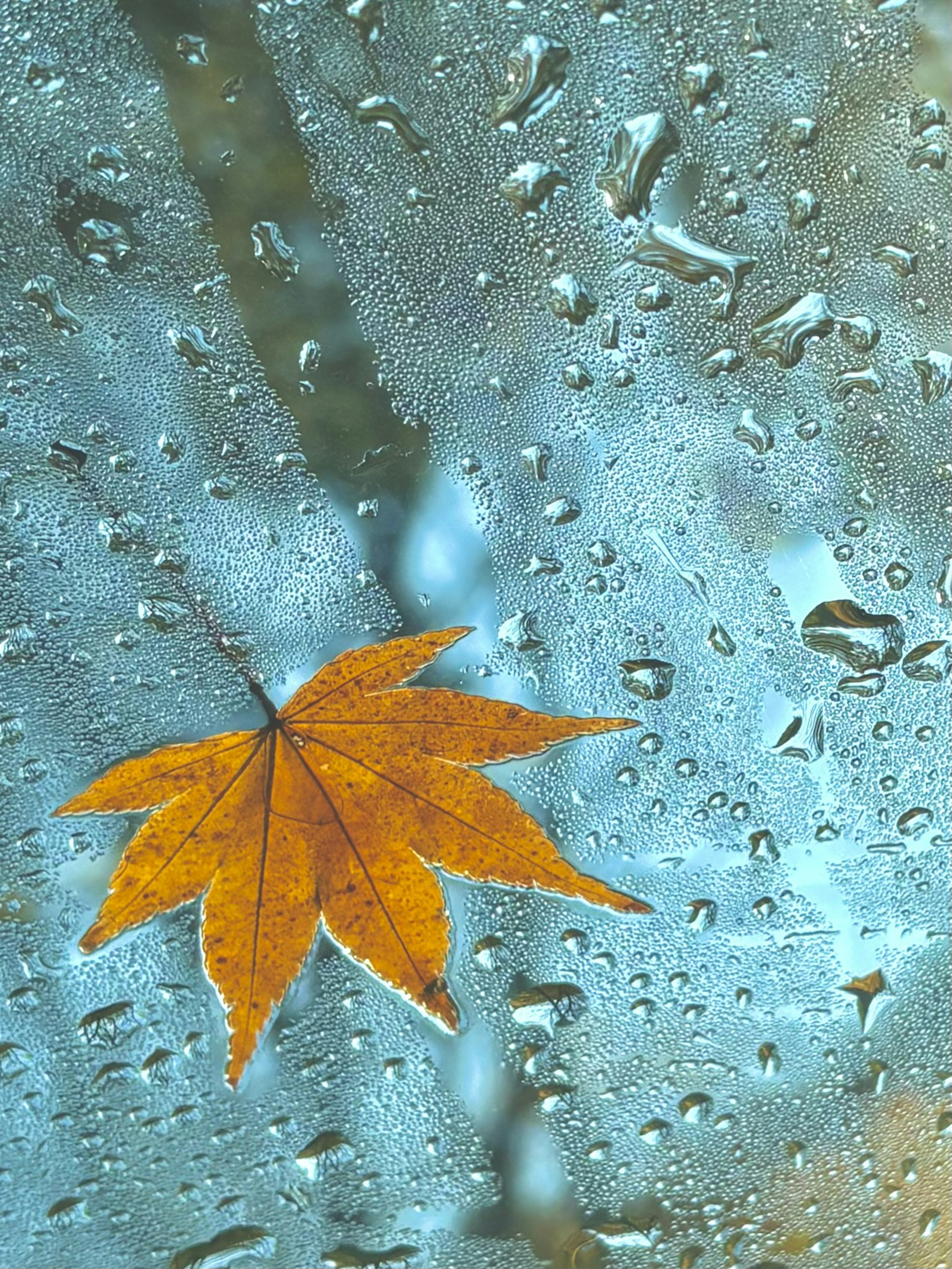 Daun maple oranye mengapung di latar belakang biru dengan tetesan hujan