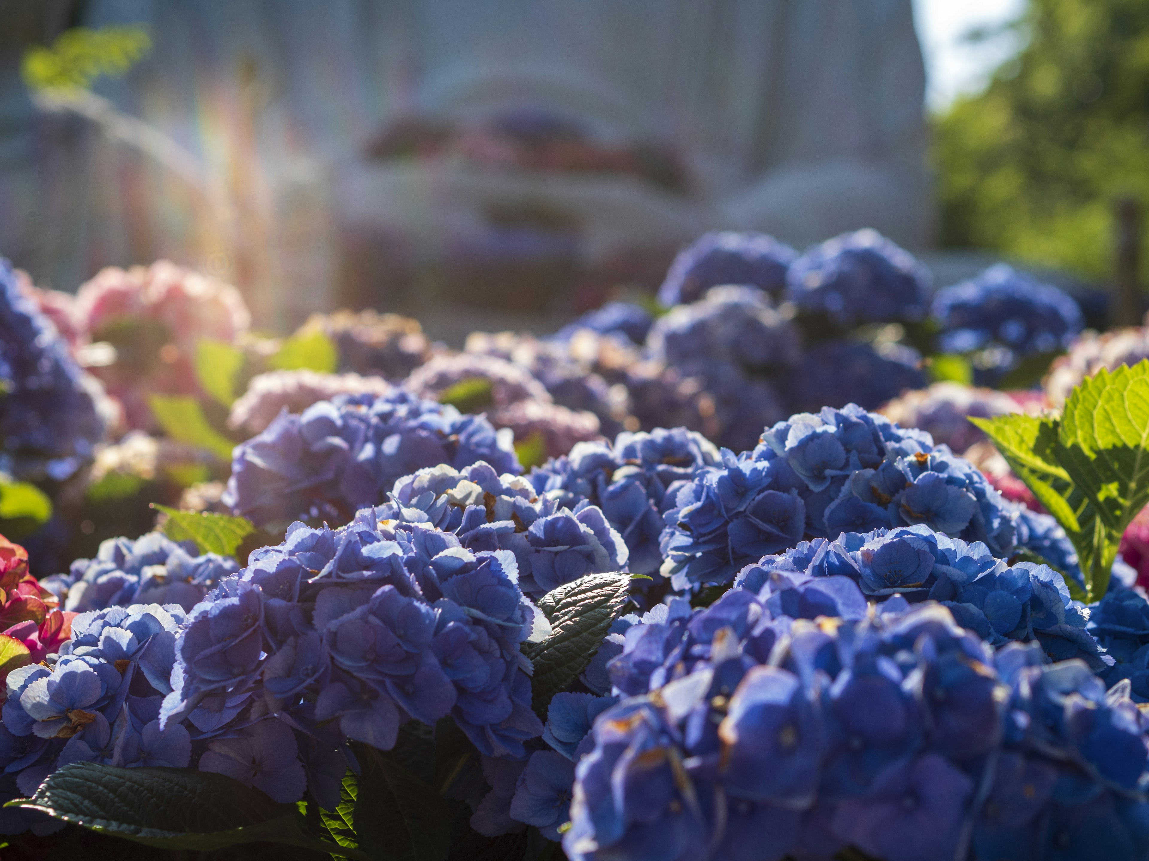 A vibrant display of blue hydrangea flowers in a garden with a blurred figure in the background