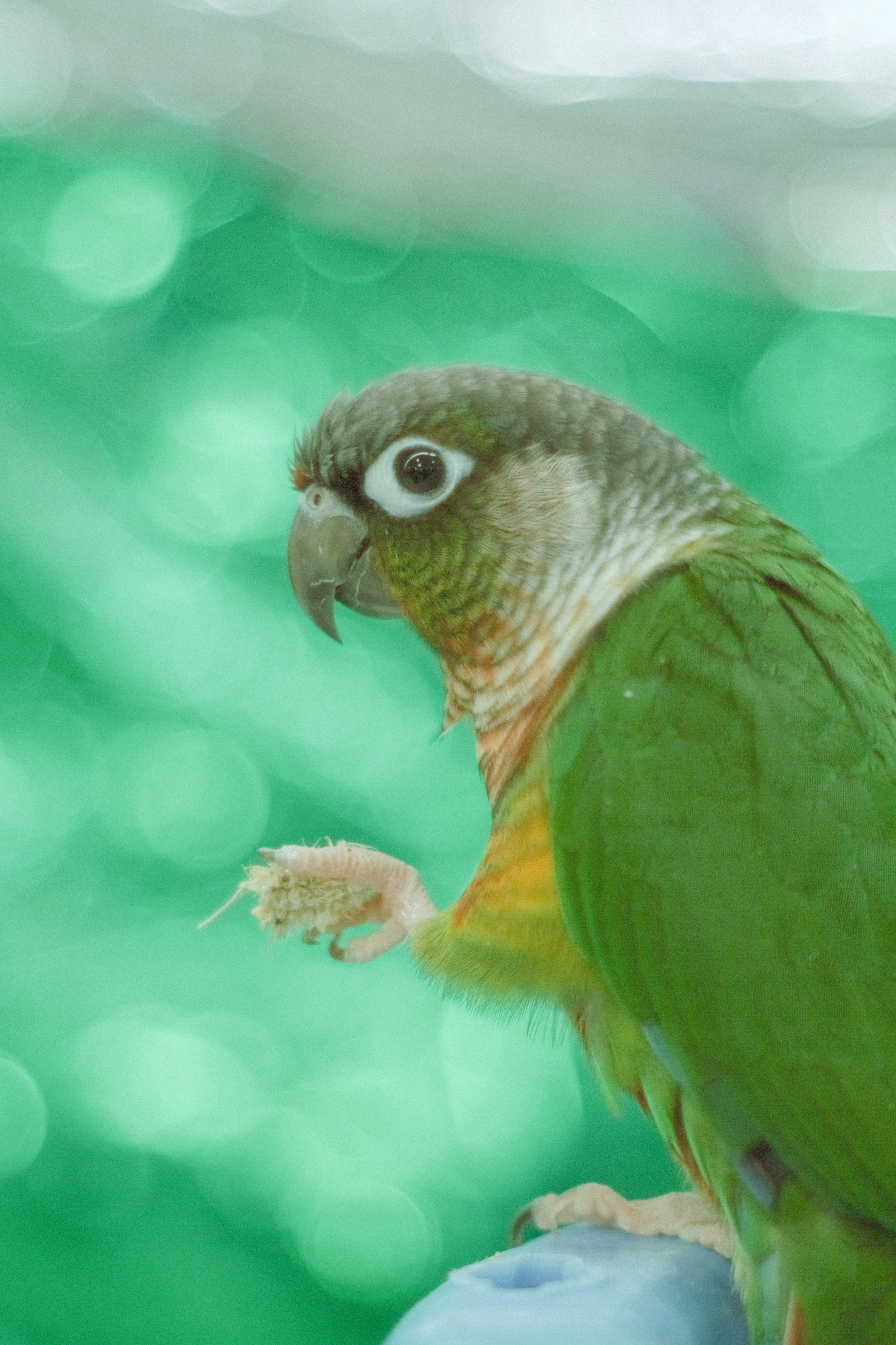 Gambar burung beo hijau menunjukkan profil sampingnya