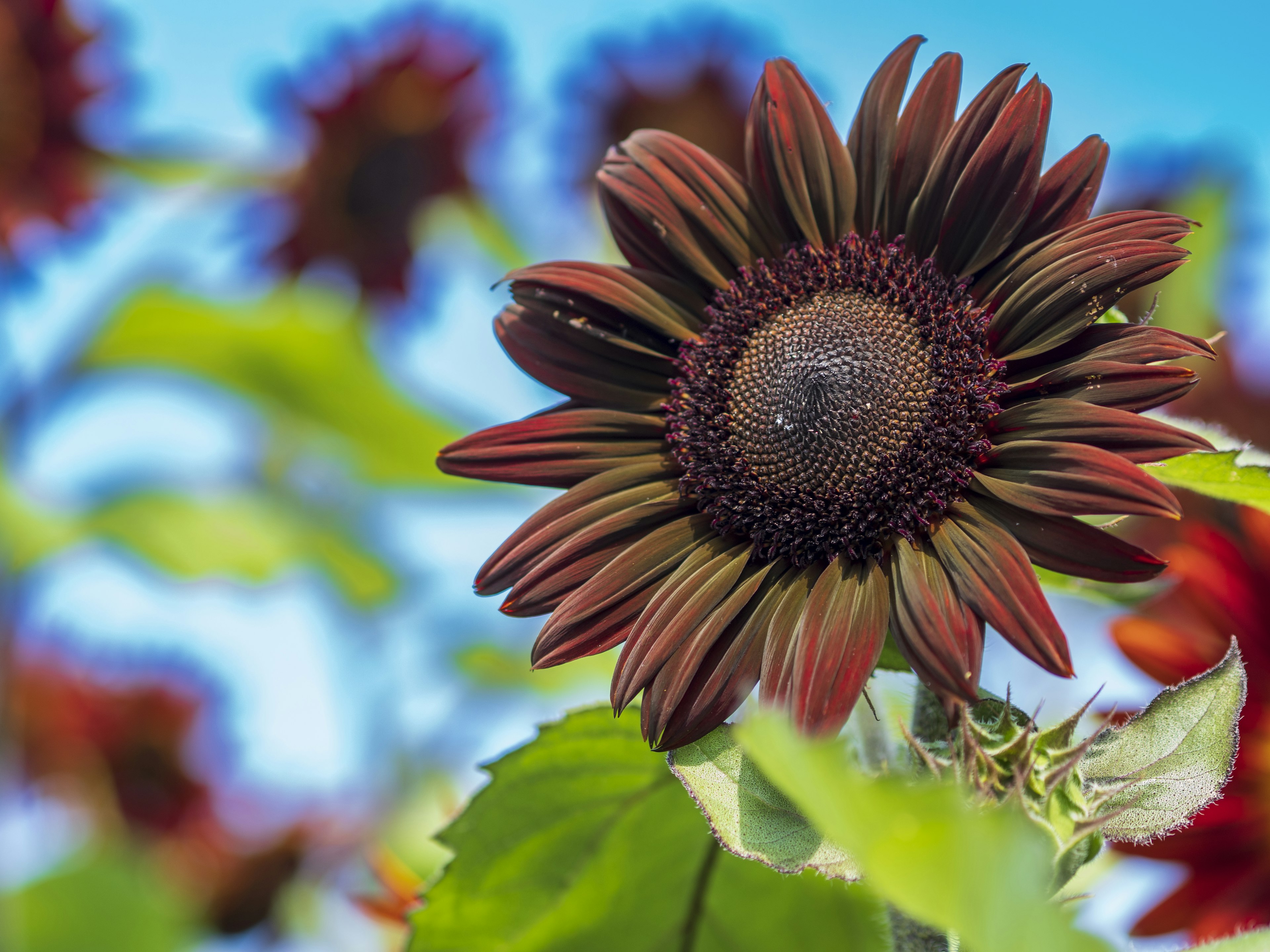 Nahaufnahme einer braunen Sonnenblume, die unter einem blauen Himmel blüht