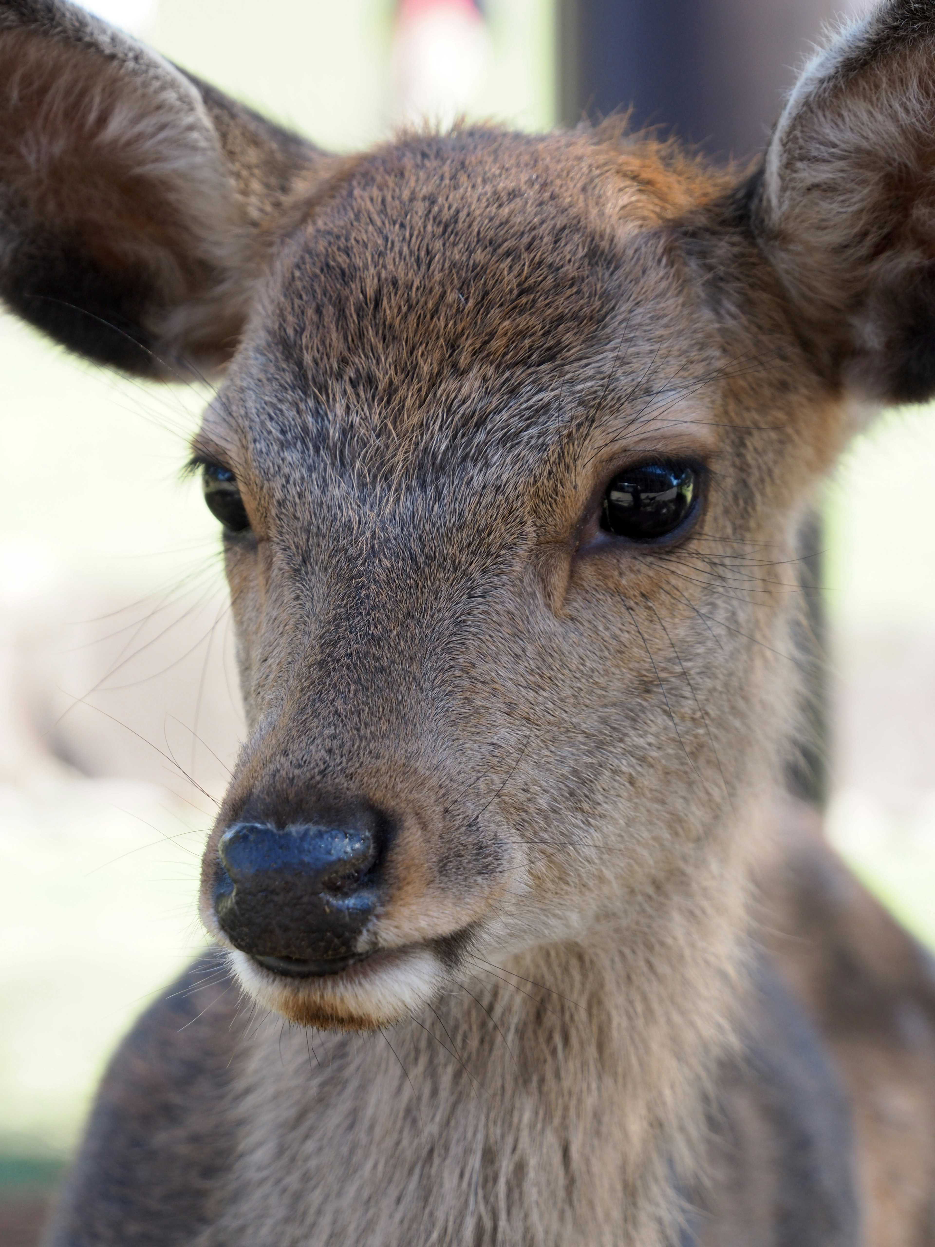 Close-up dari rusa muda dengan bulu lembut dan mata besar