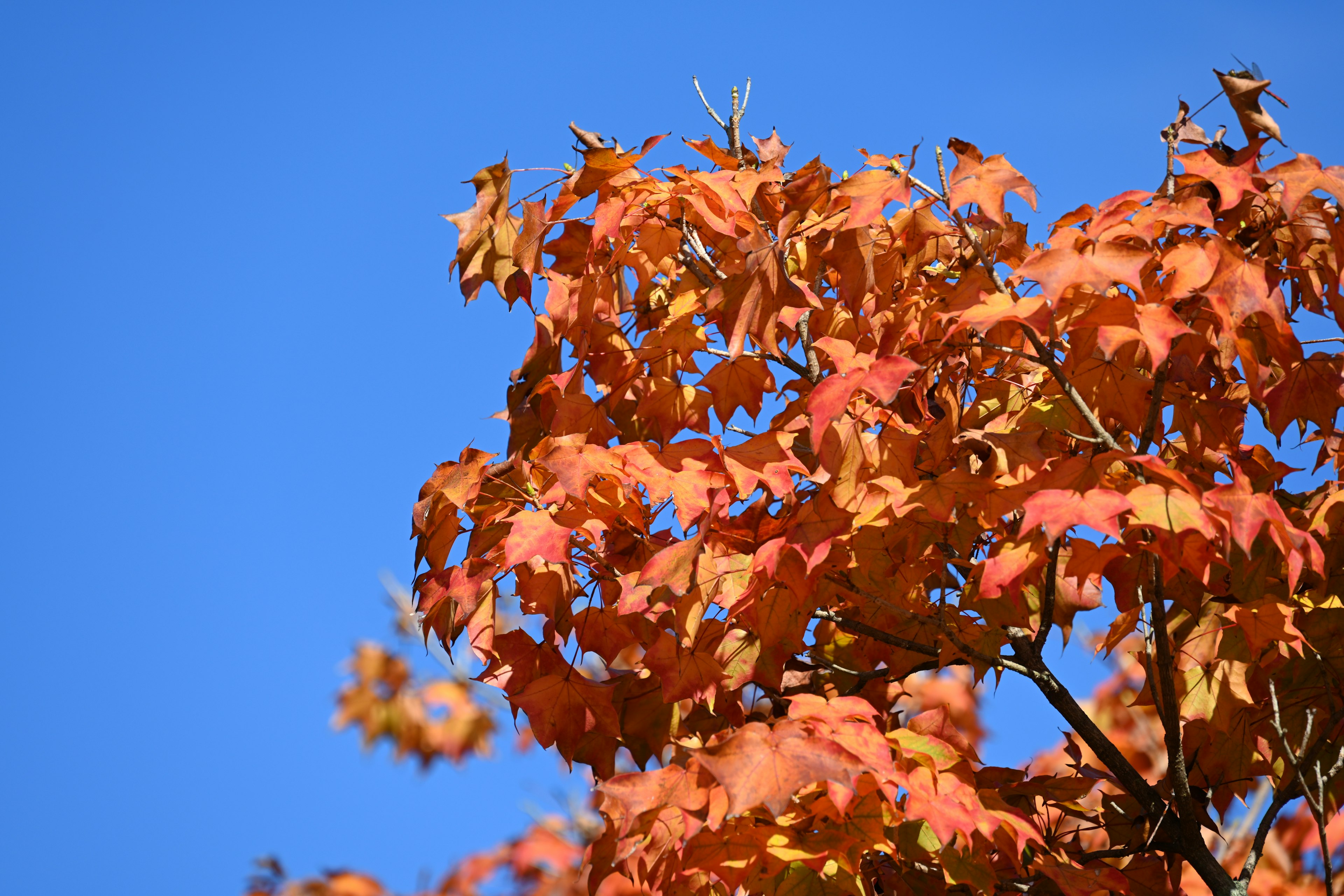 Lebendige orange Blätter vor einem klaren blauen Himmel im Herbst