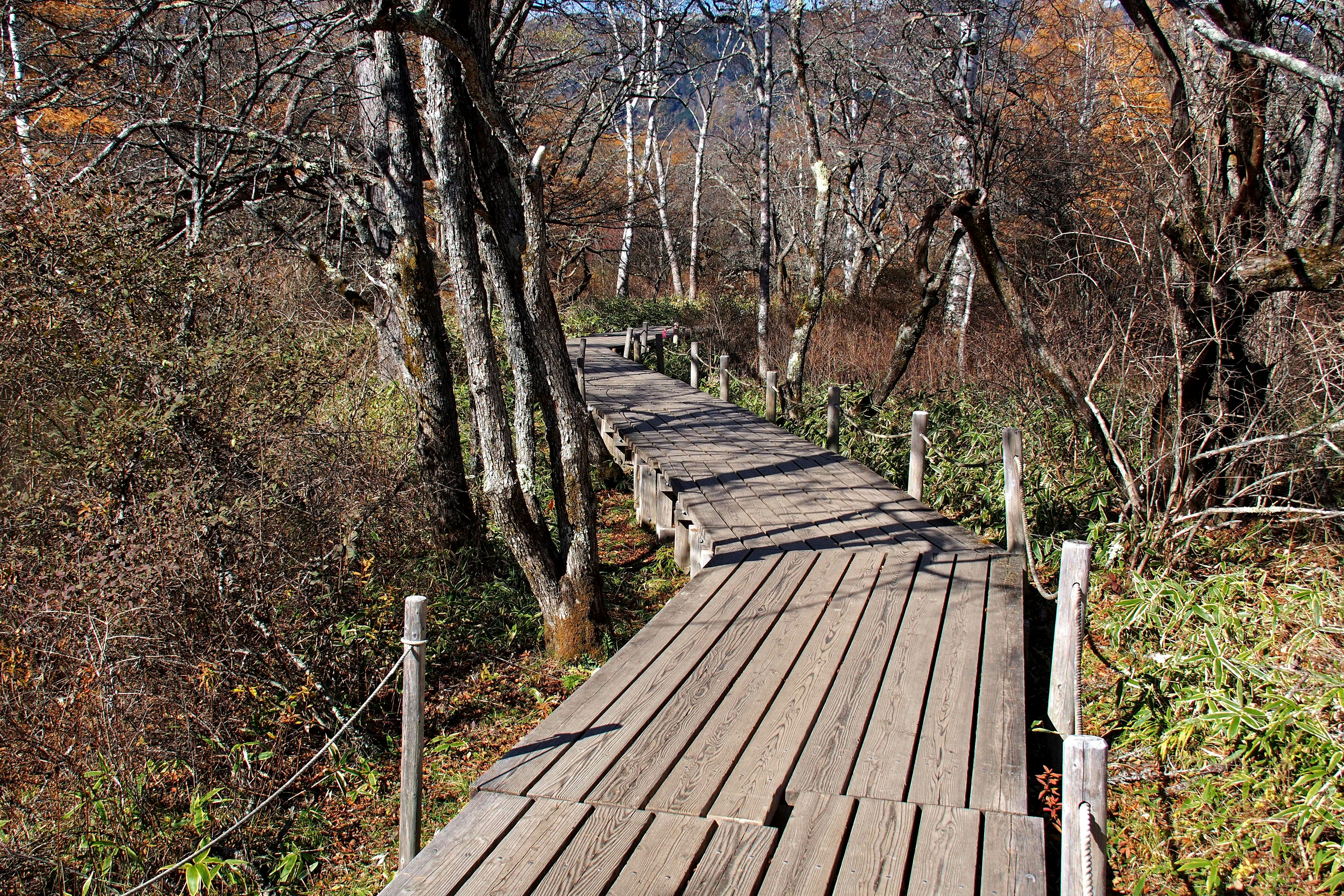 Sentiero di legno che si snoda attraverso una foresta con fogliame autunnale