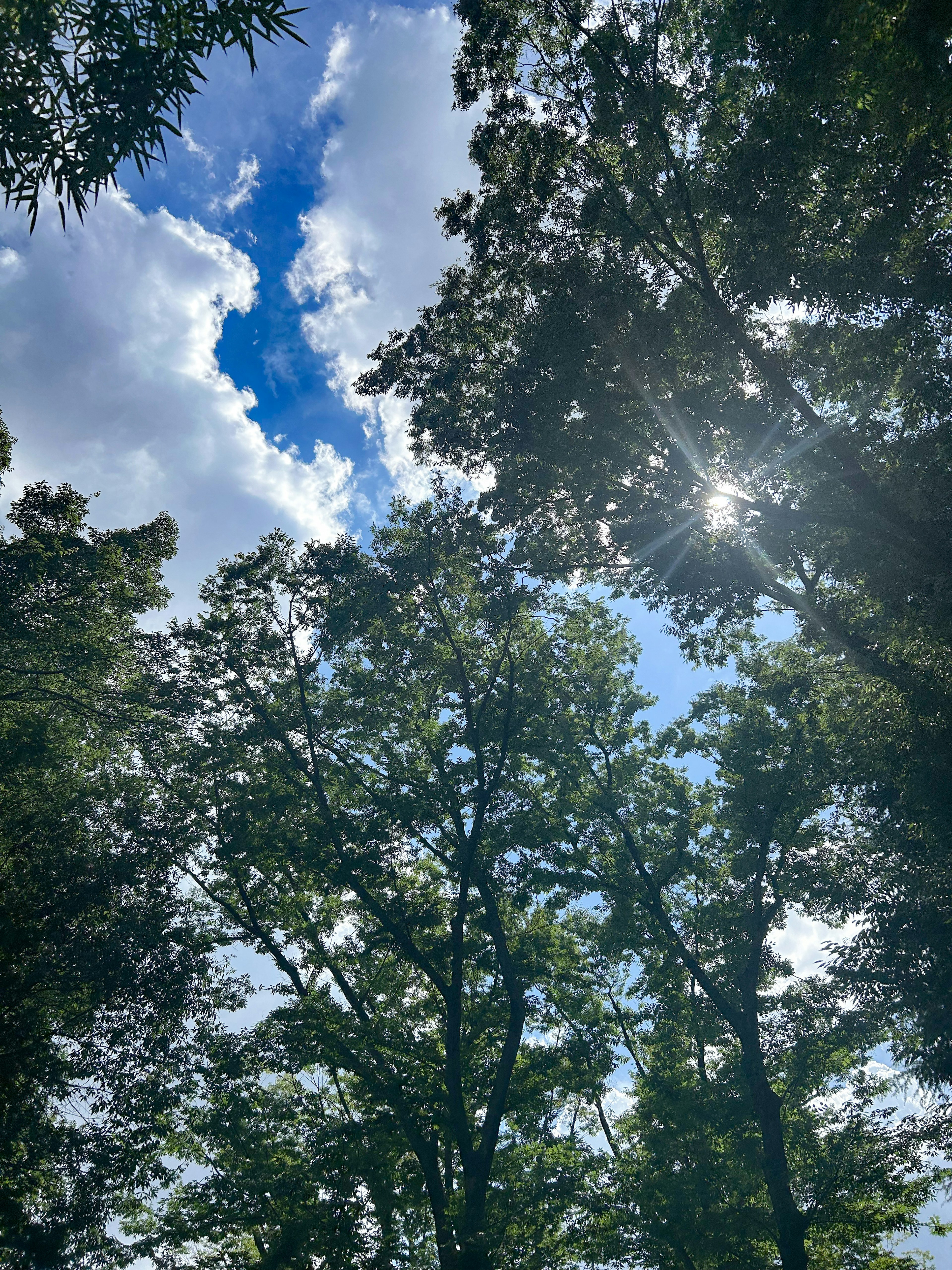 Vista della chioma degli alberi con luce solare e cielo blu