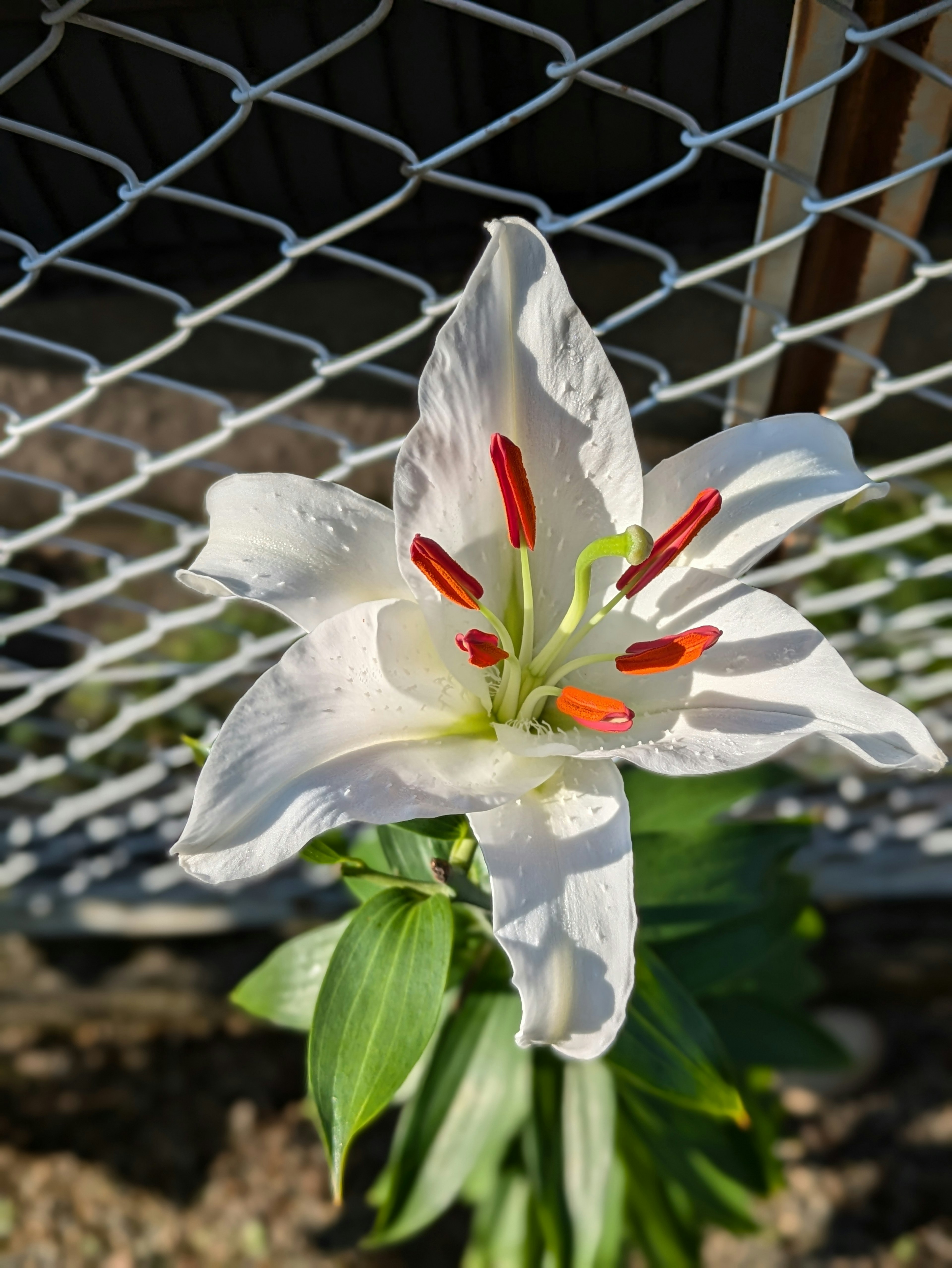 White lily flower with red stamens