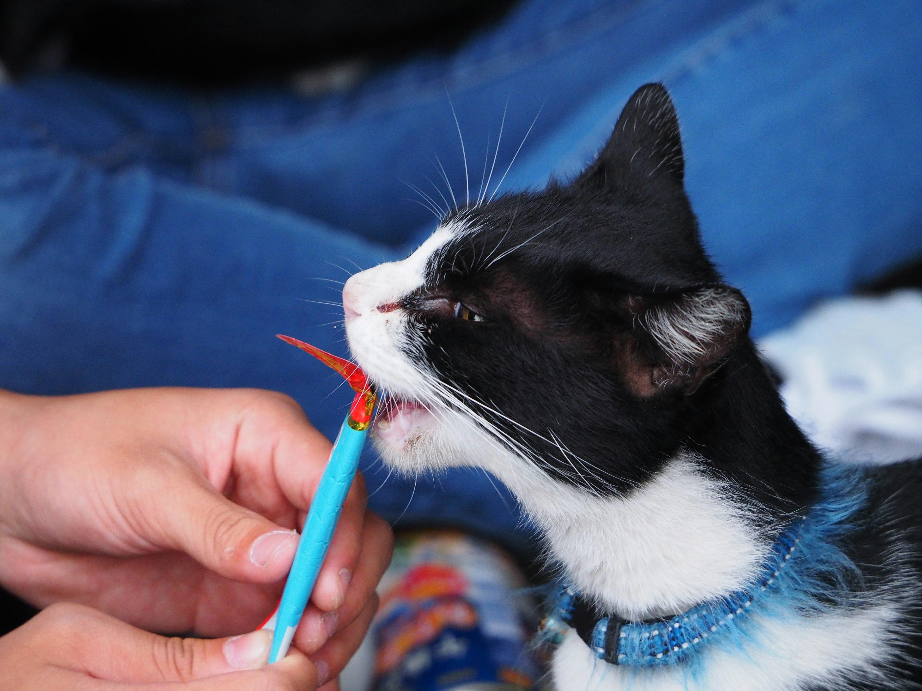 Kucing hitam dan putih yang mengenakan kalung biru sedang disikat dengan sikat gigi