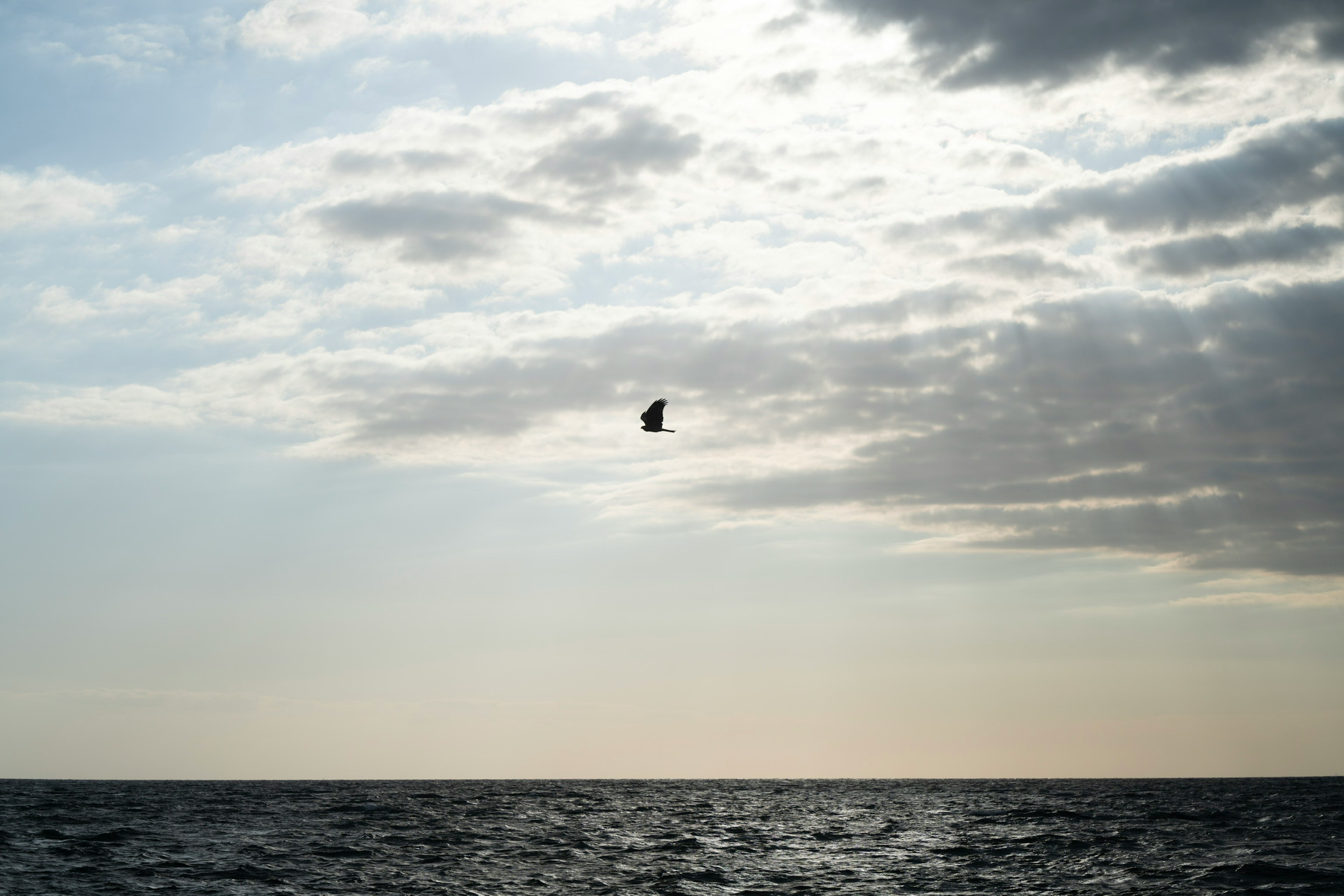 海の上空を飛ぶ黒い鳥と曇り空