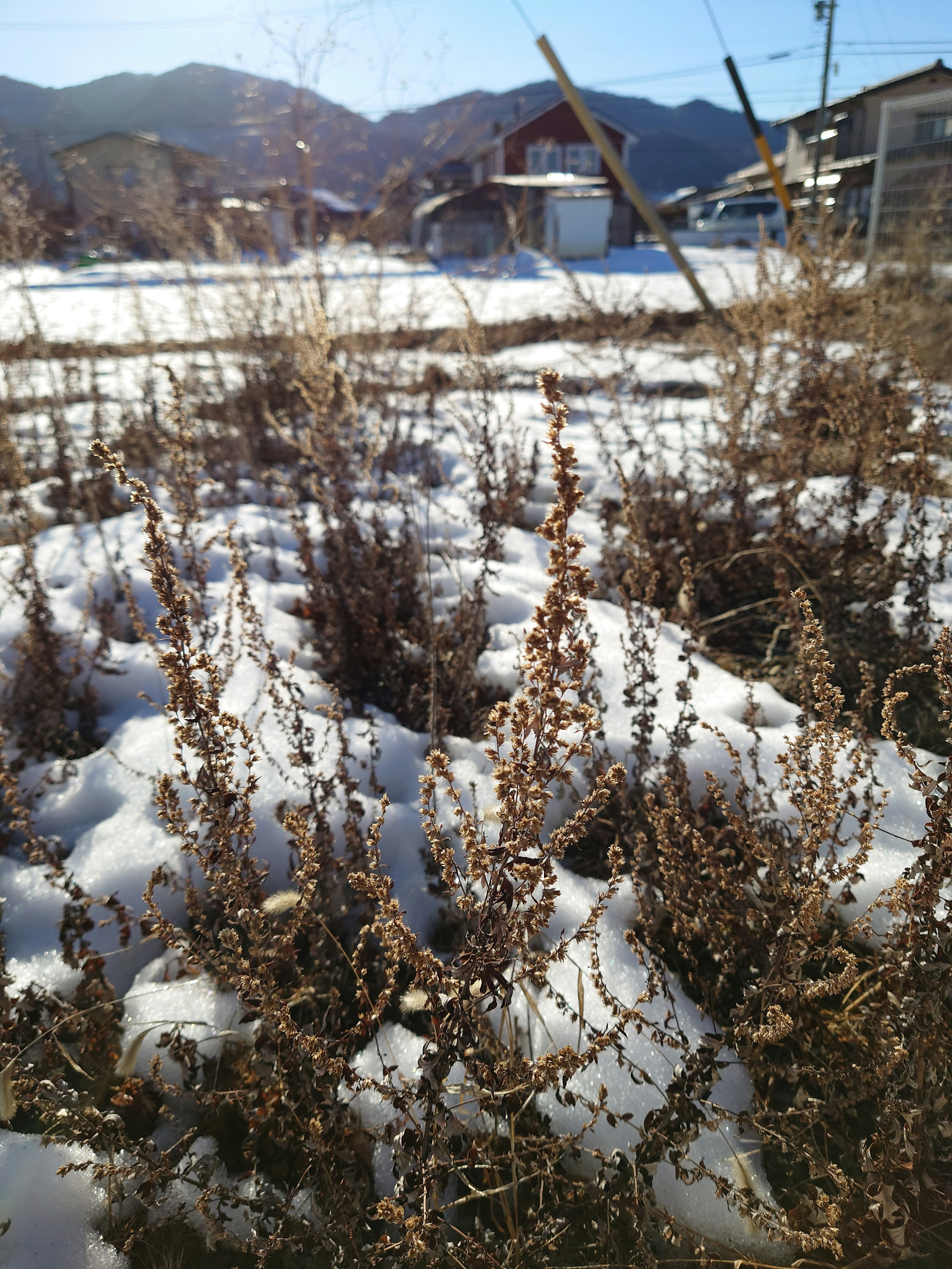 雪に覆われた冬の風景と枯れた草