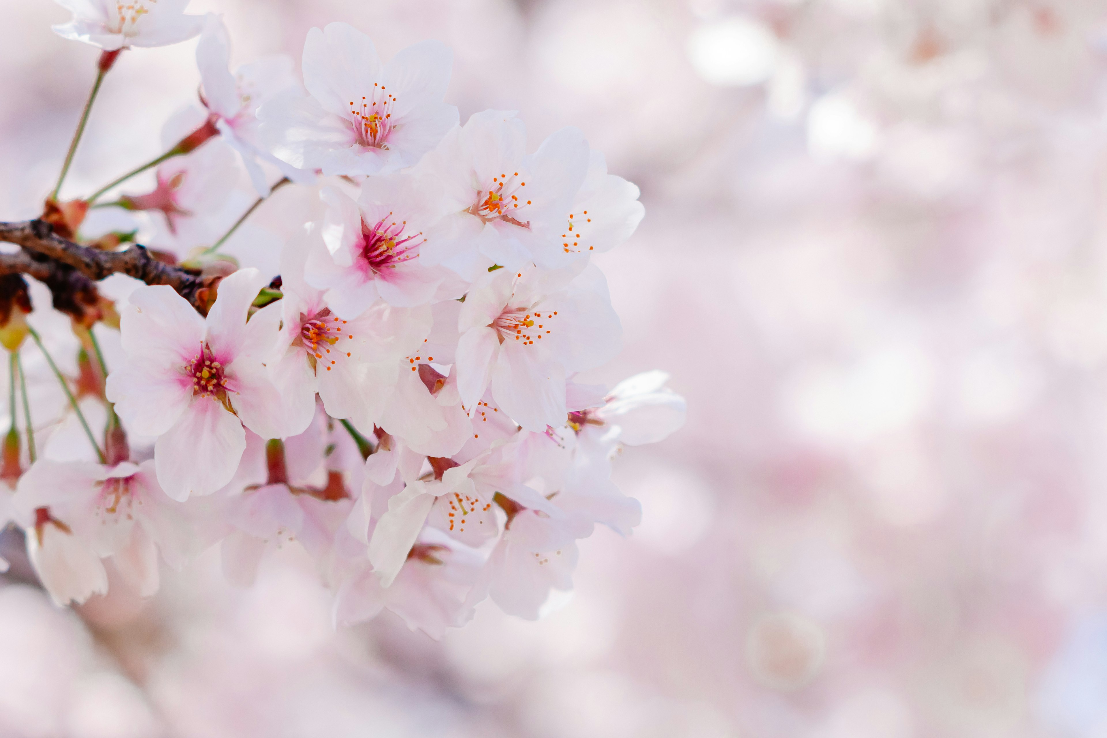 Close-up of cherry blossom branches with delicate pink flowers