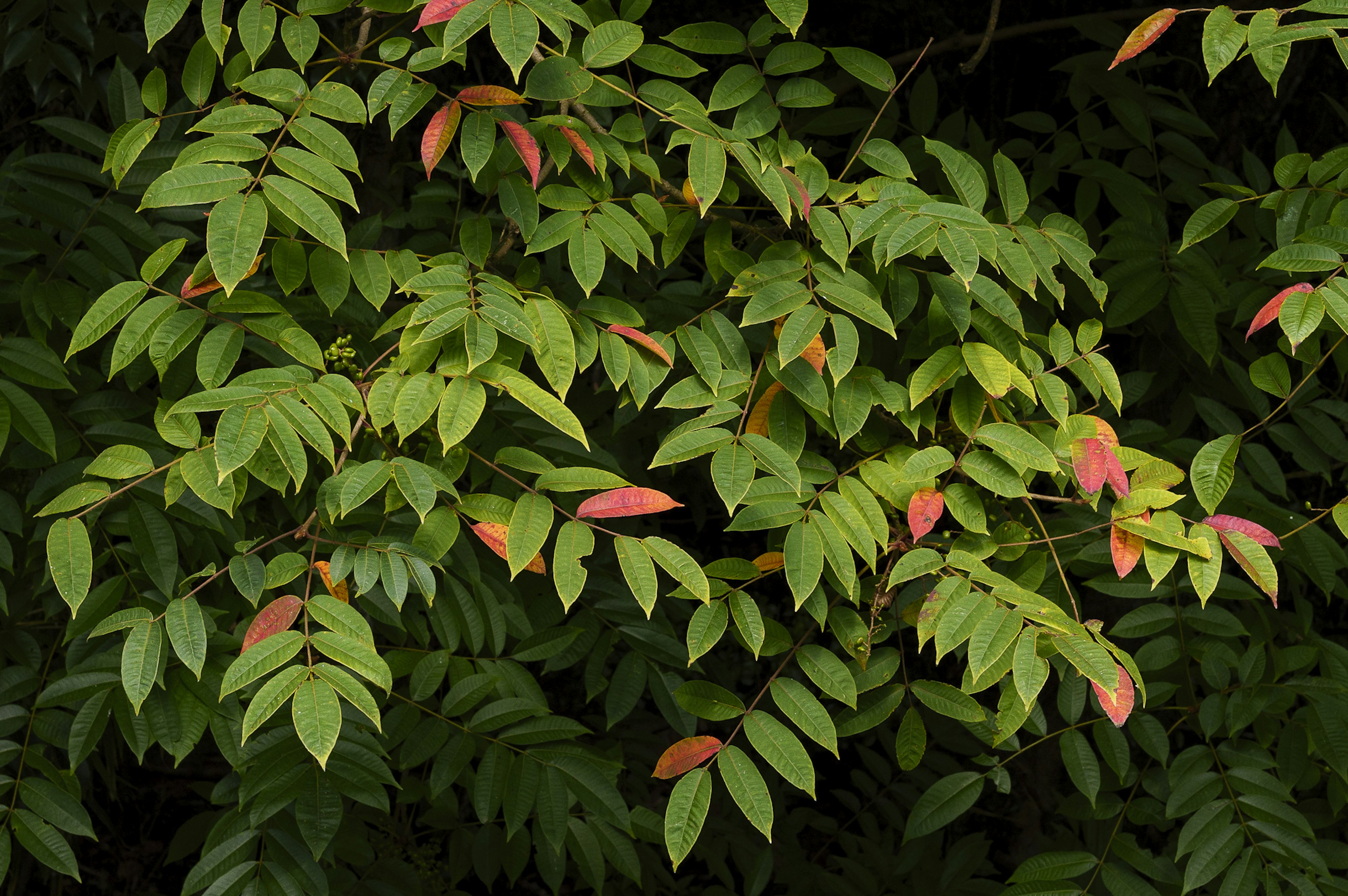 Vue détaillée du feuillage avec des feuilles vertes et rouges