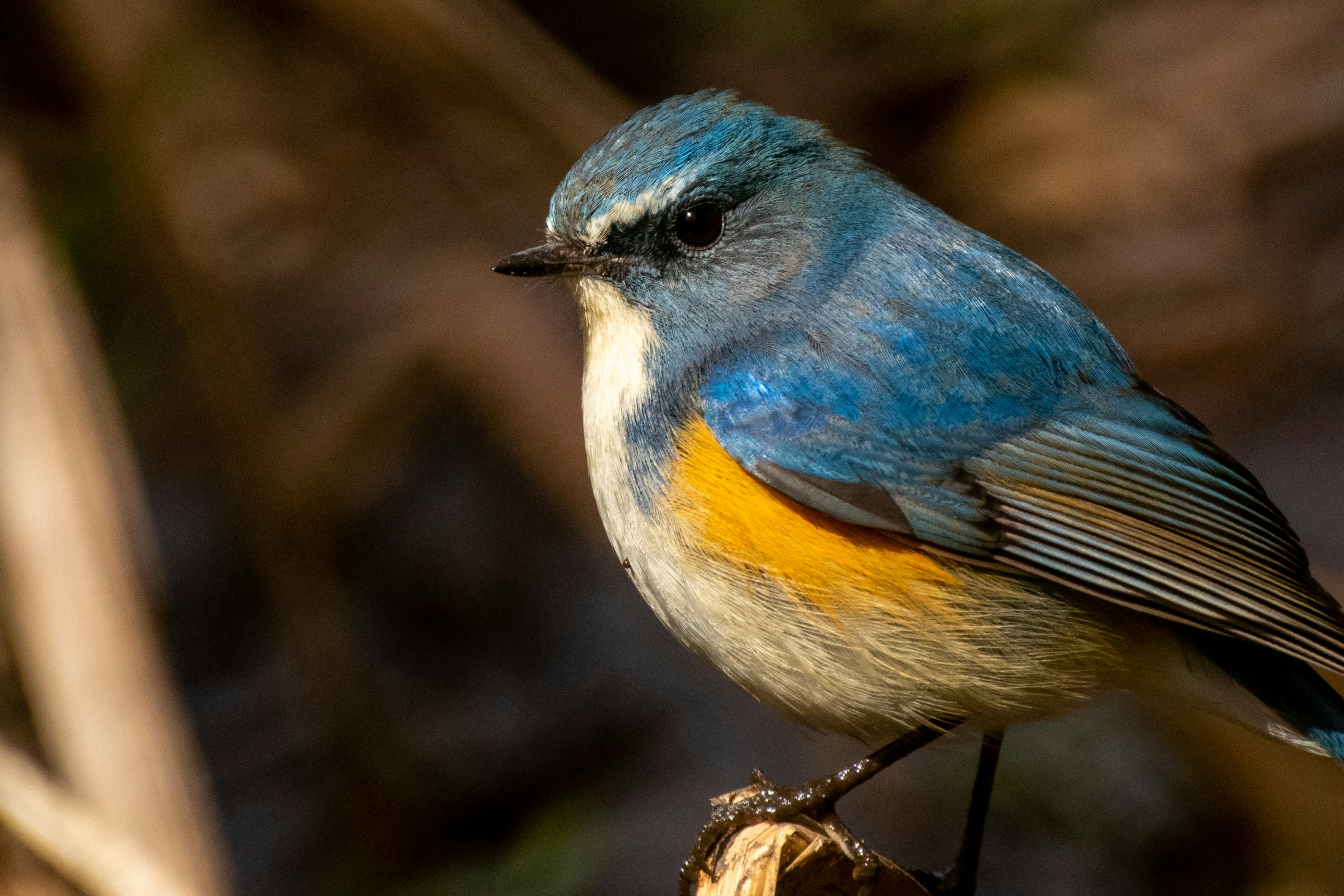 Small bird perched on a branch displaying vibrant blue and orange feathers