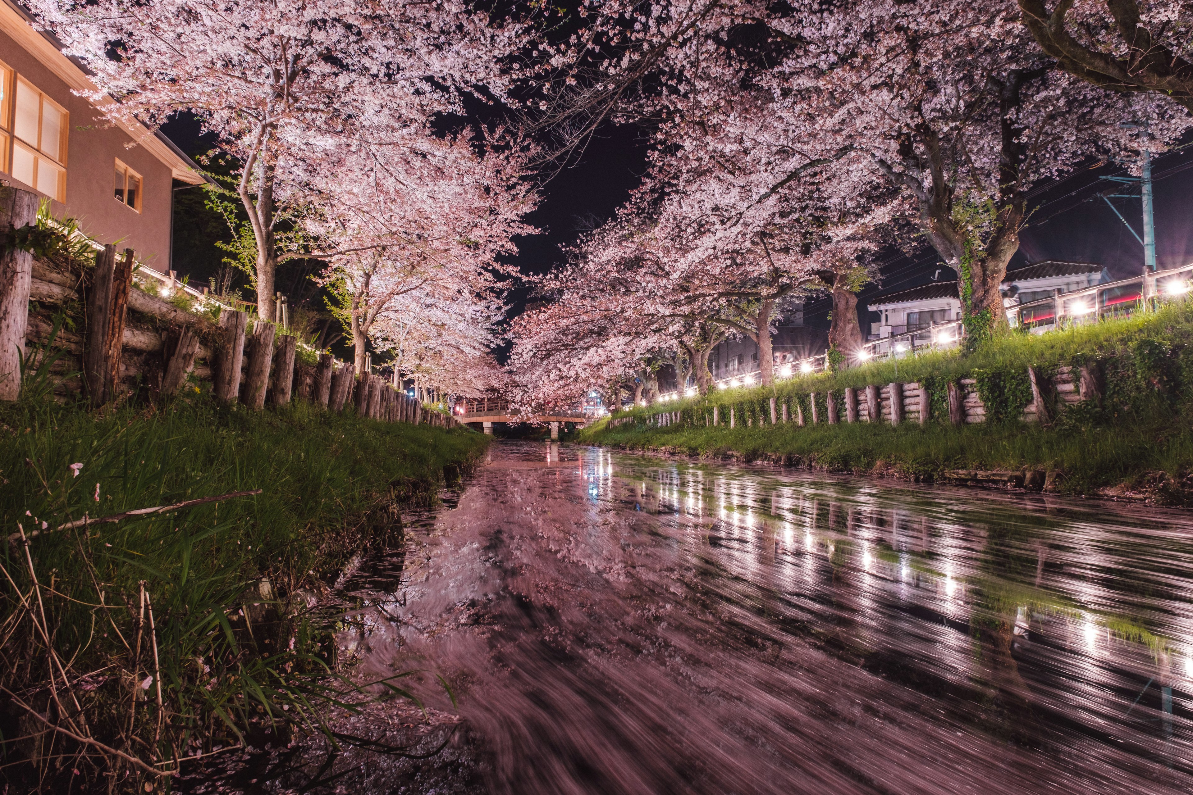 夜桜の川沿いに咲く桜の木と水面に映る光