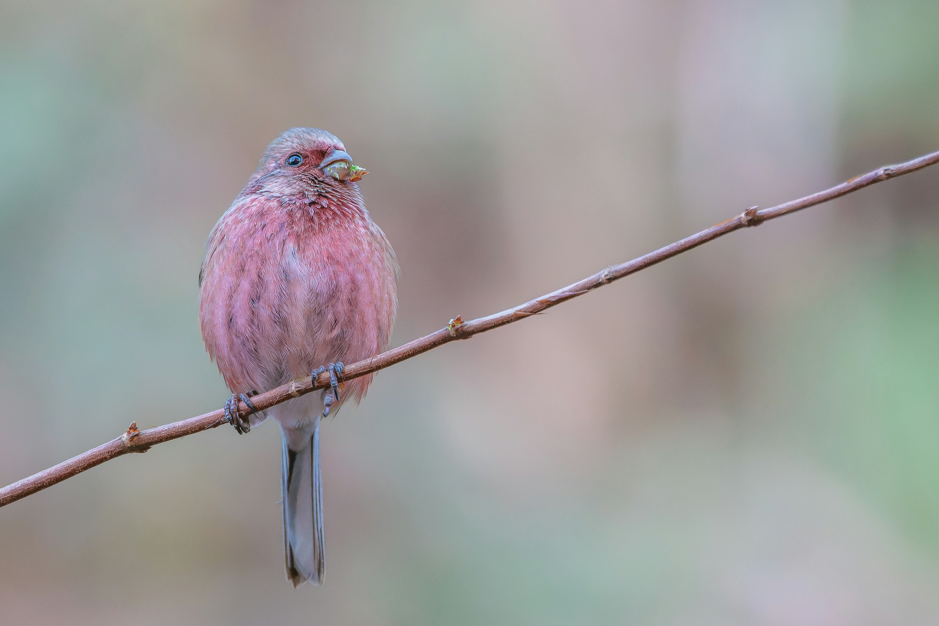 Nahaufnahme eines rosa Vogels, der auf einem kleinen Ast sitzt
