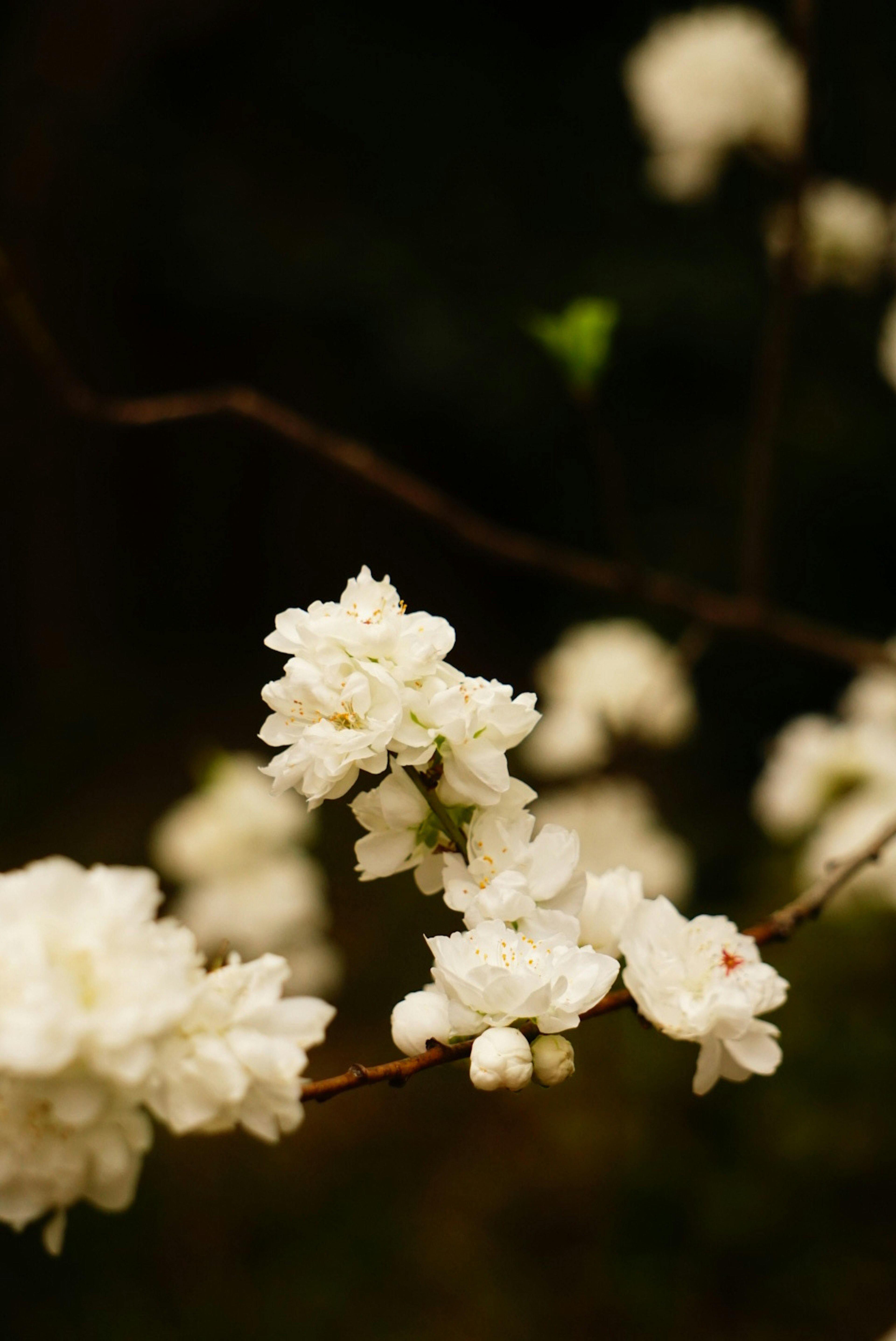 Primer plano de una rama con flores blancas en flor